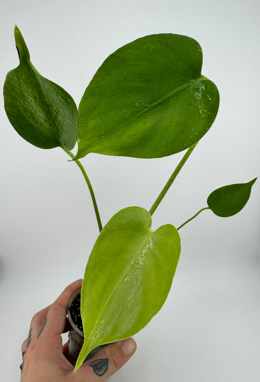 Monstera Green Giant