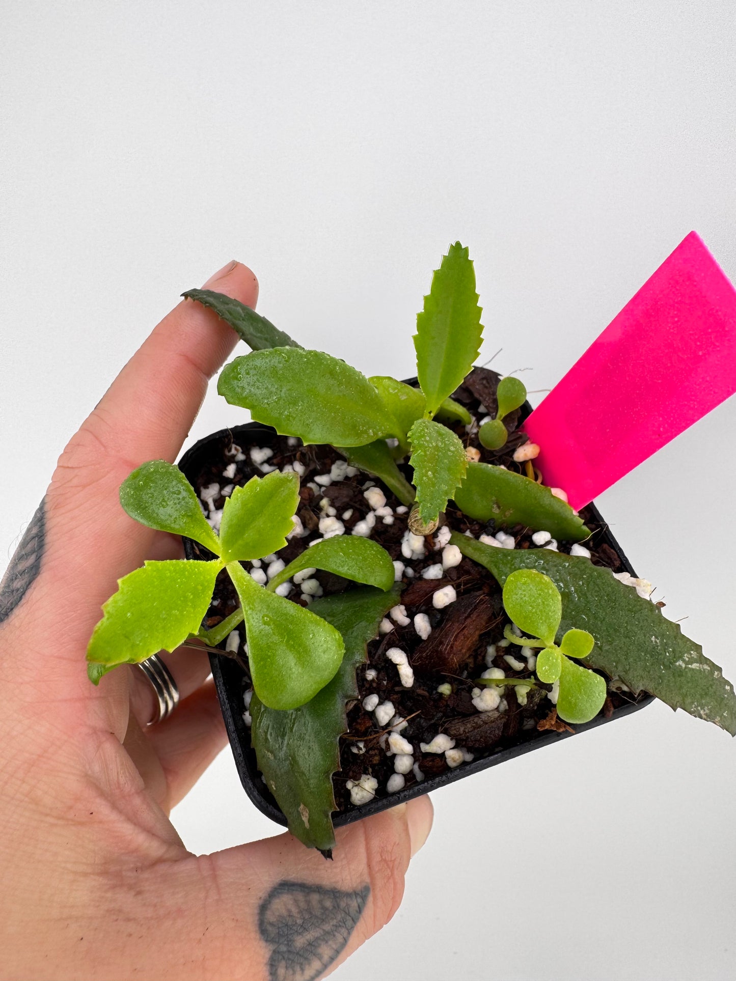 Mother of Thousands