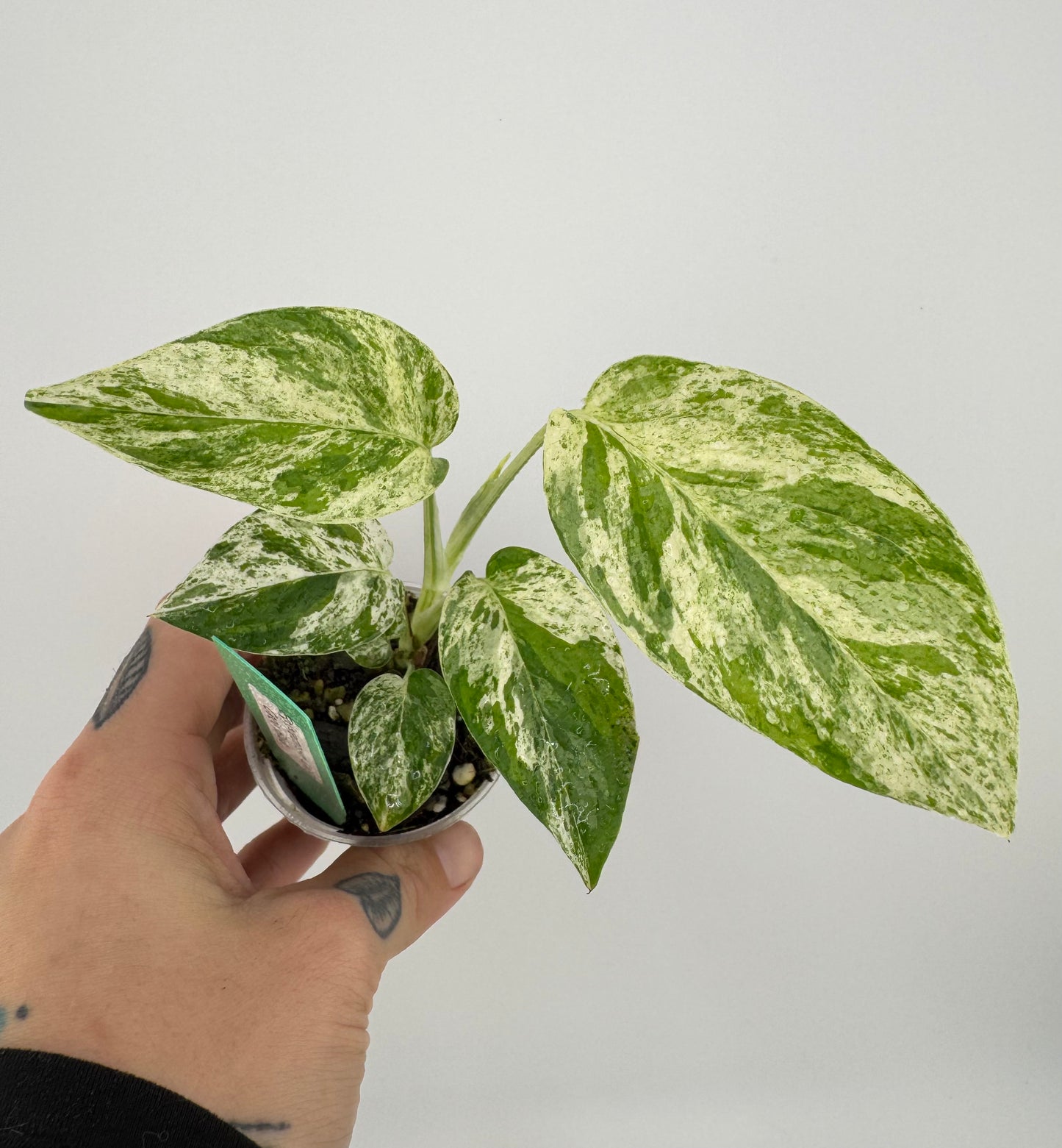 Epipremnum Pinnatum ‘Marble’ Variegated