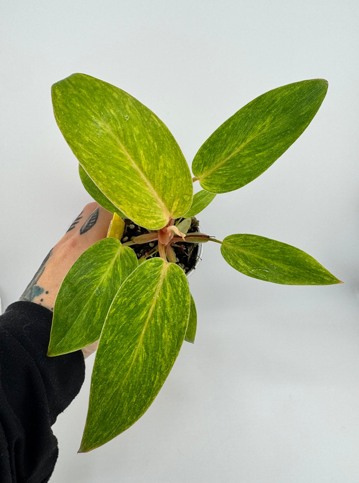 Philodendron Painted Lady