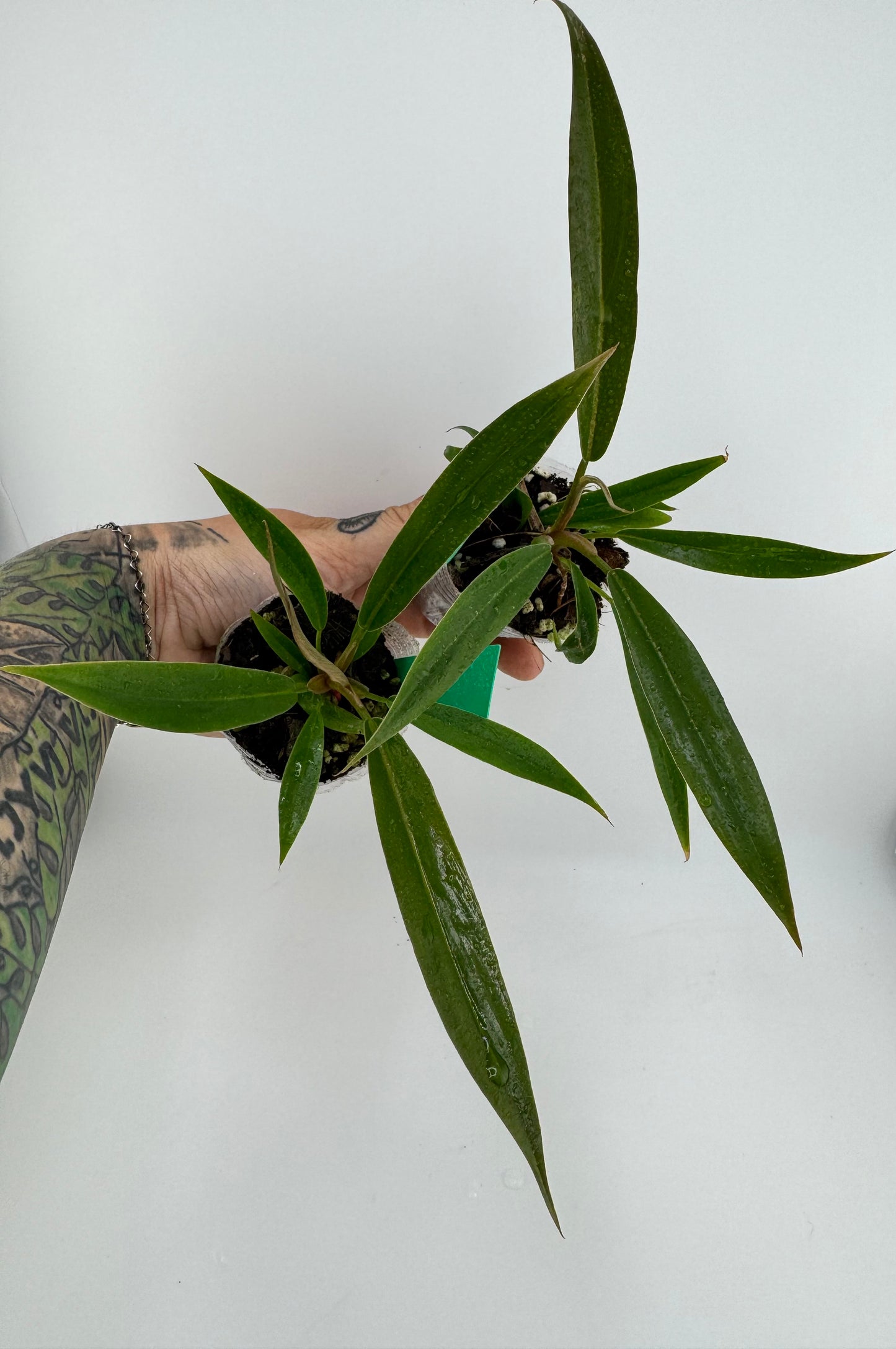 Philodendron Pluto