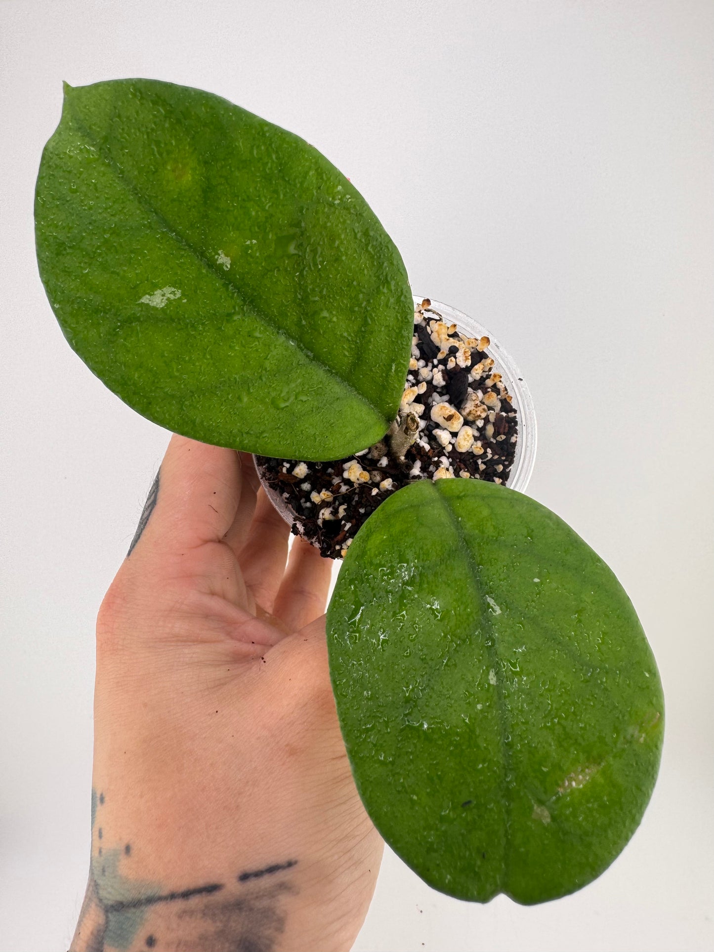 Hoya Fungii