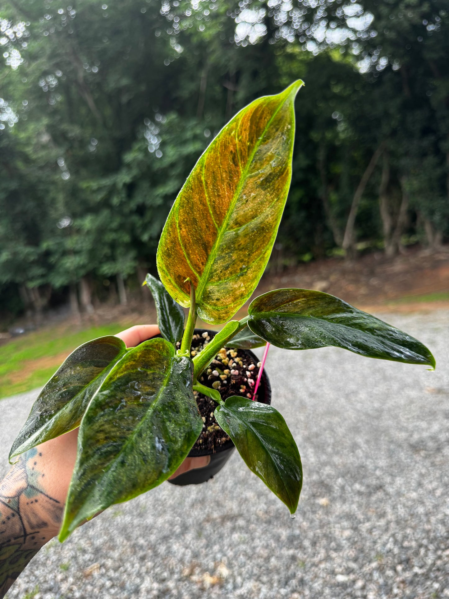 Philodendron Variegated Subhastum
