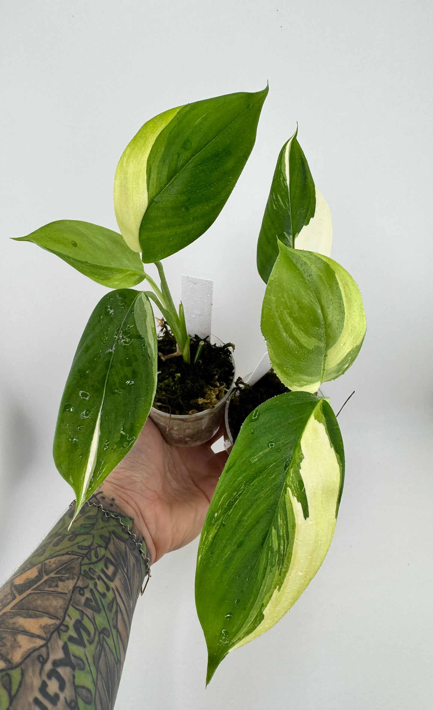 Scindapsus variegated Blue Albo