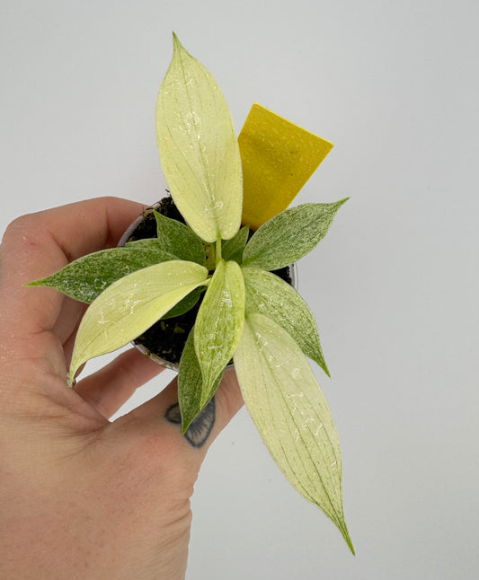 Philodendron Florida Ghost