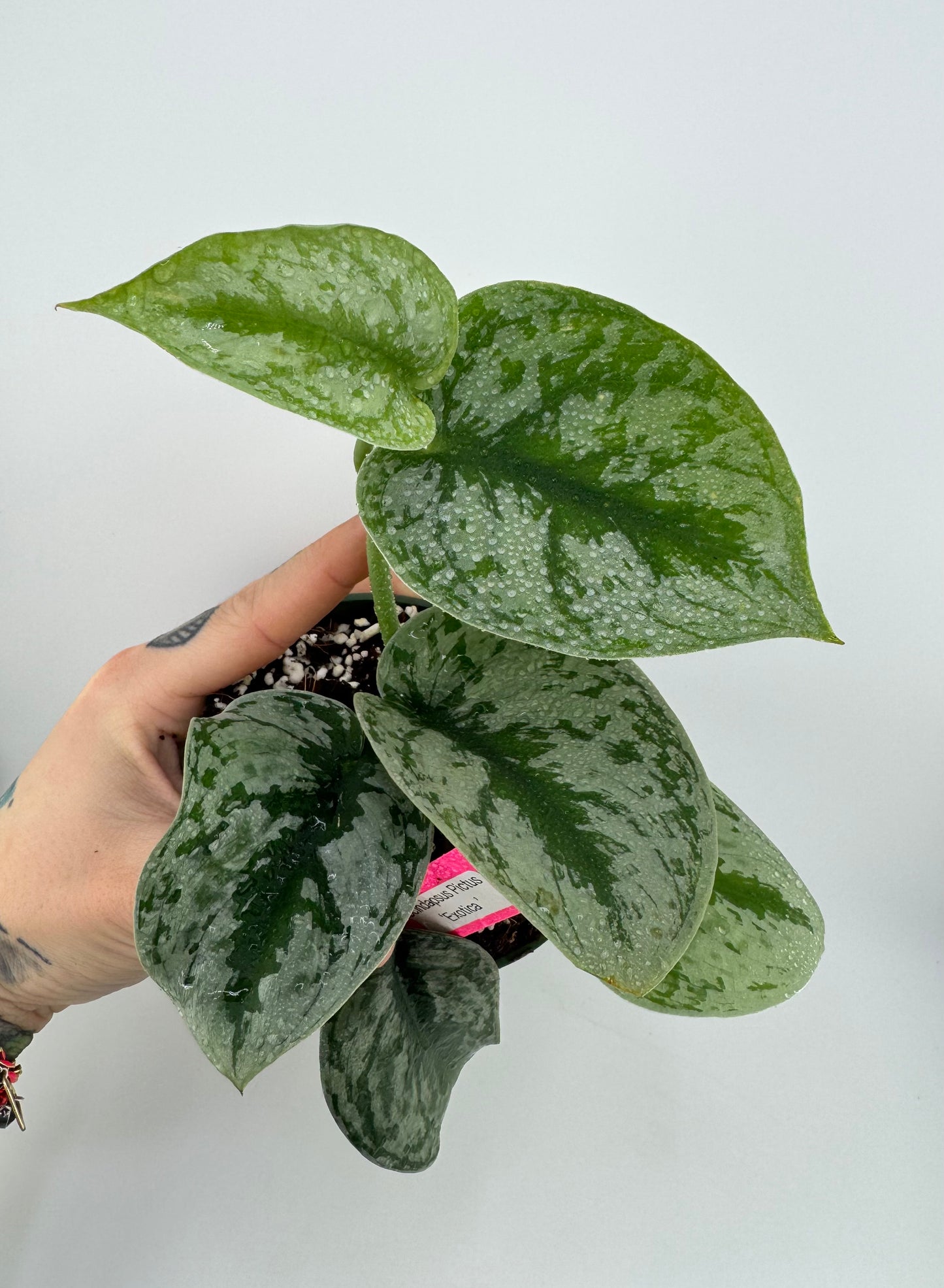 Scindapsus Pictus ‘Exotica’