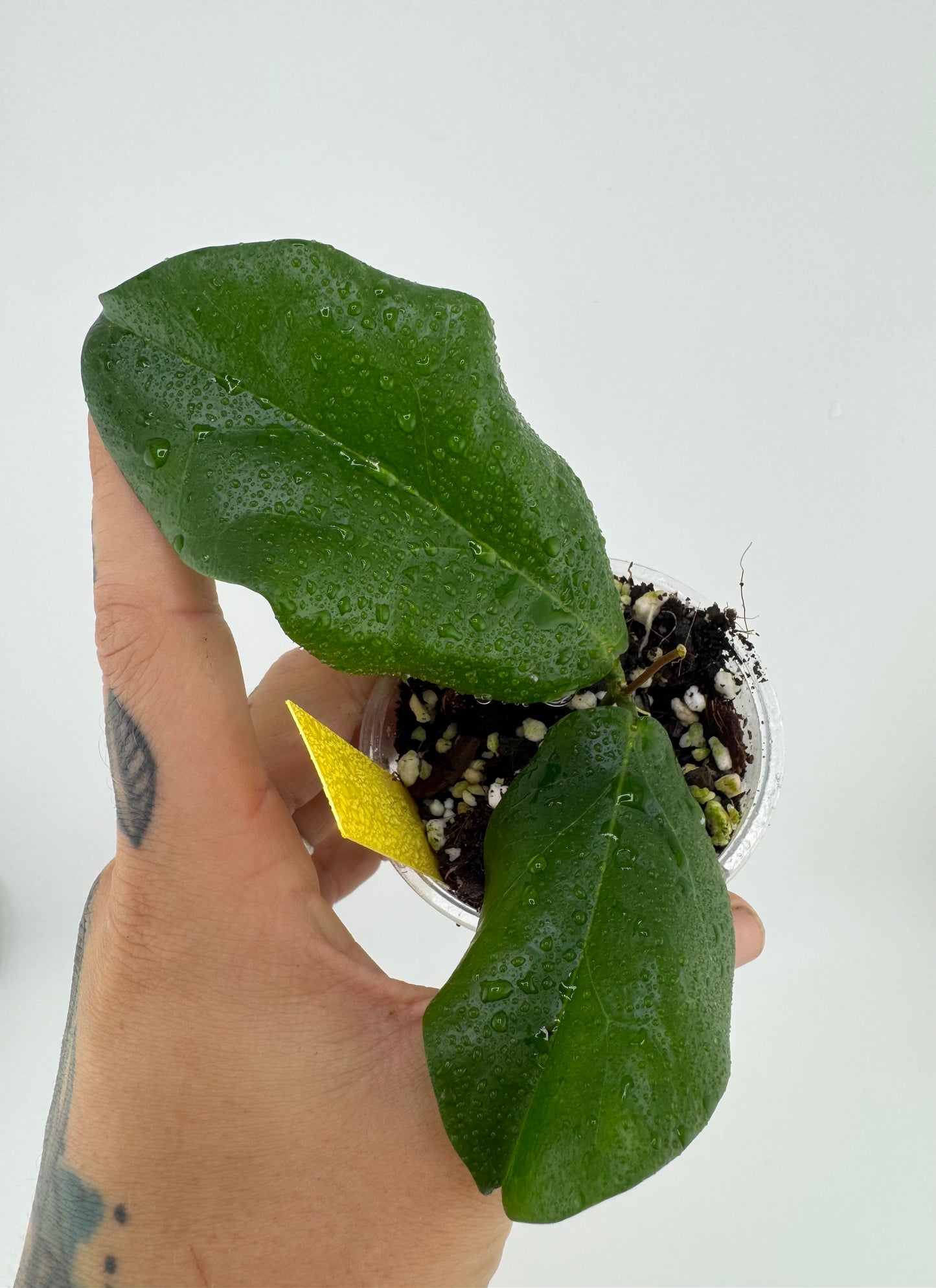 Hoya Dimorpha