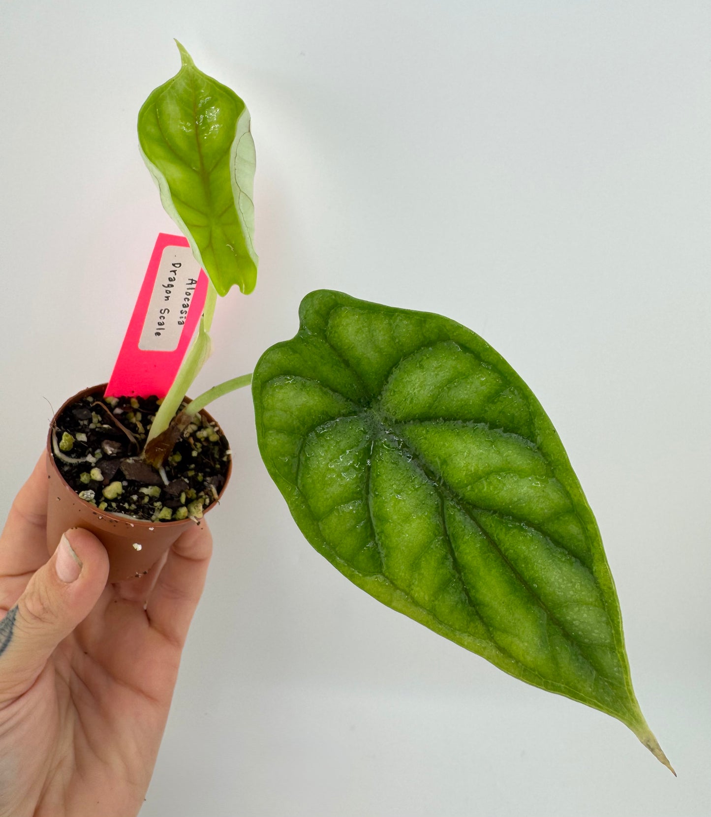 Alocasia Dragon Scale