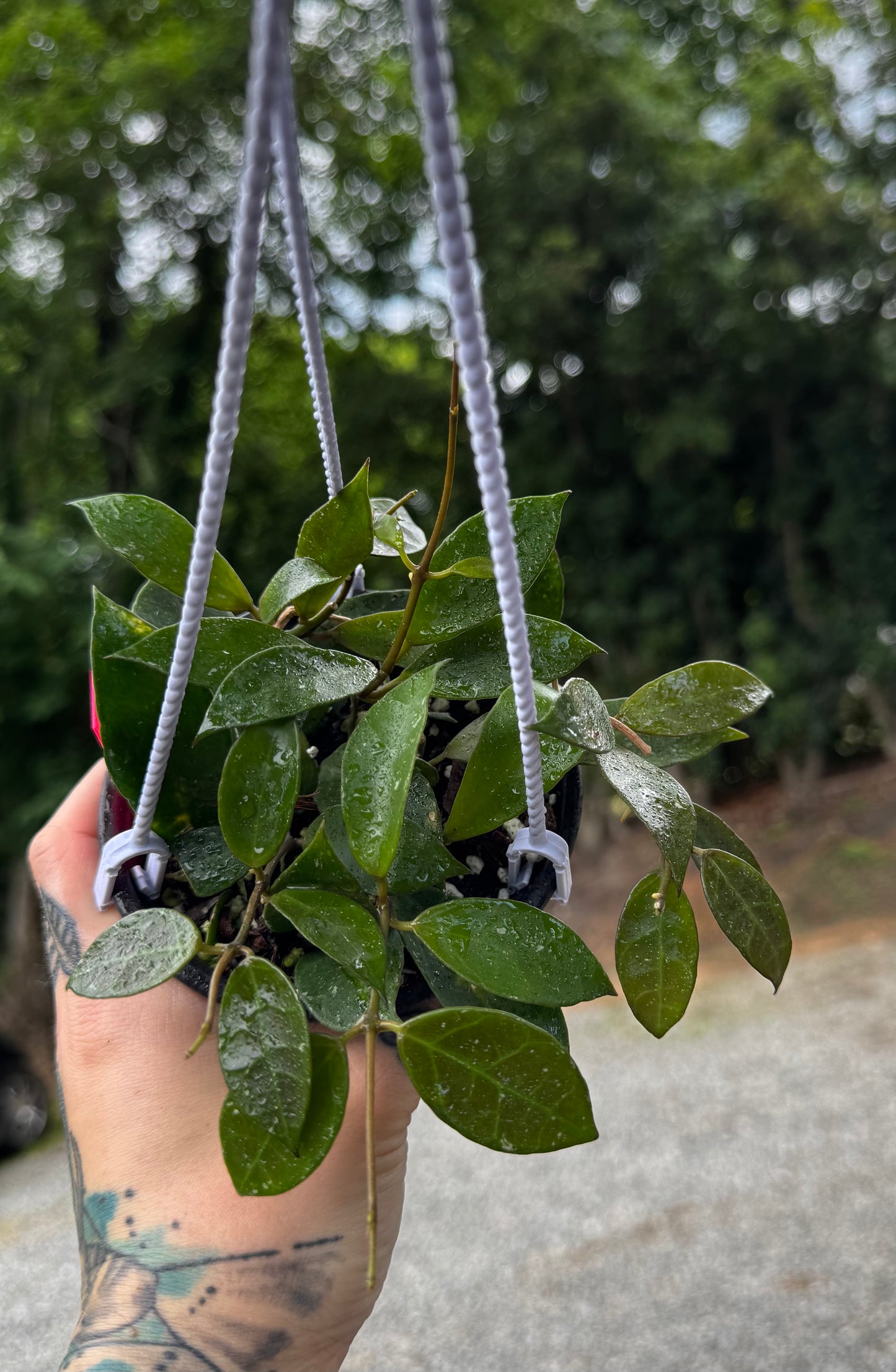 Hoya ‘Rebecca’