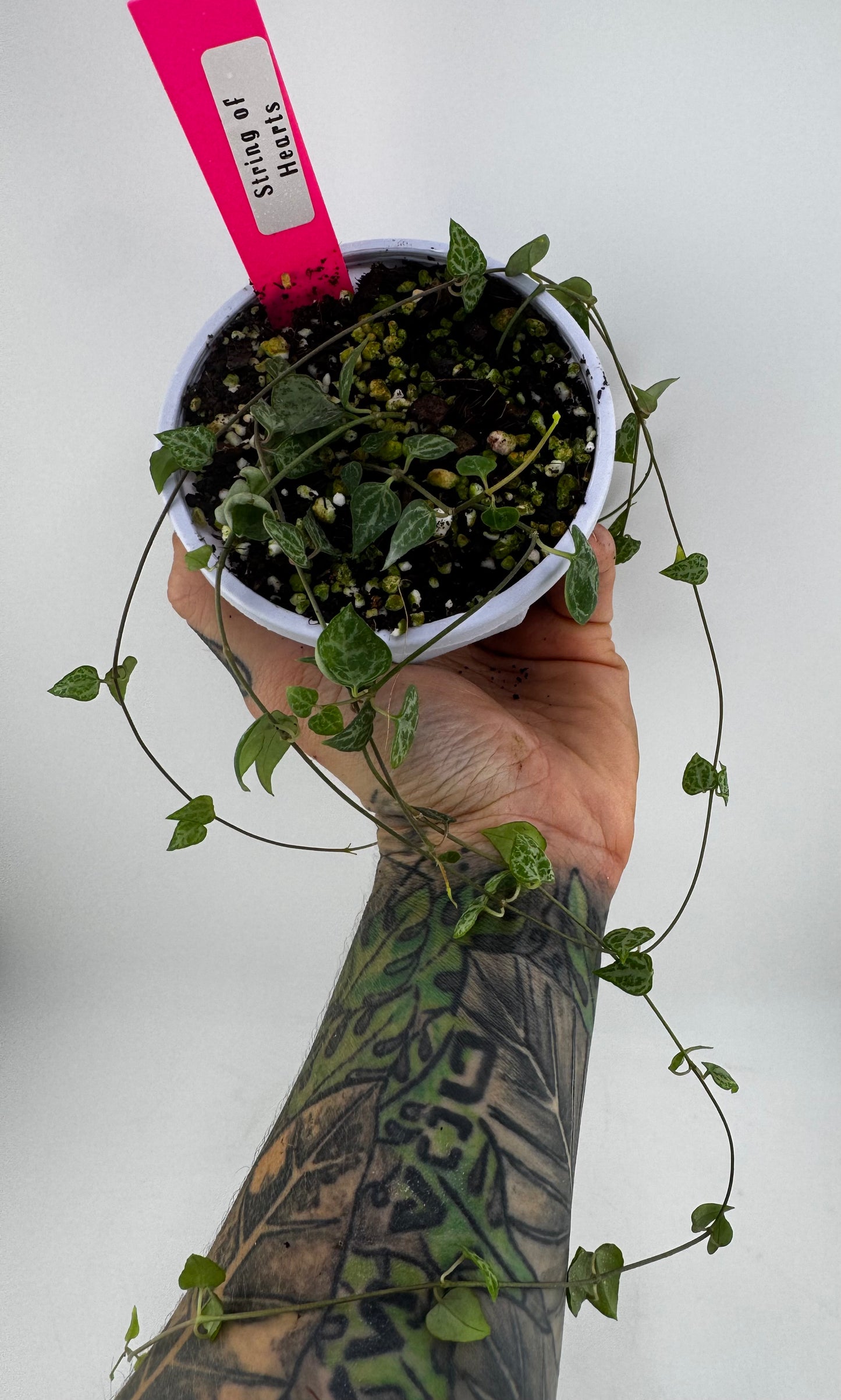 String of Hearts