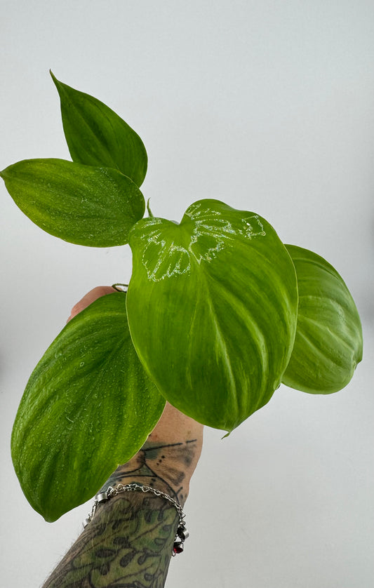 Philodendron Camposportoanum