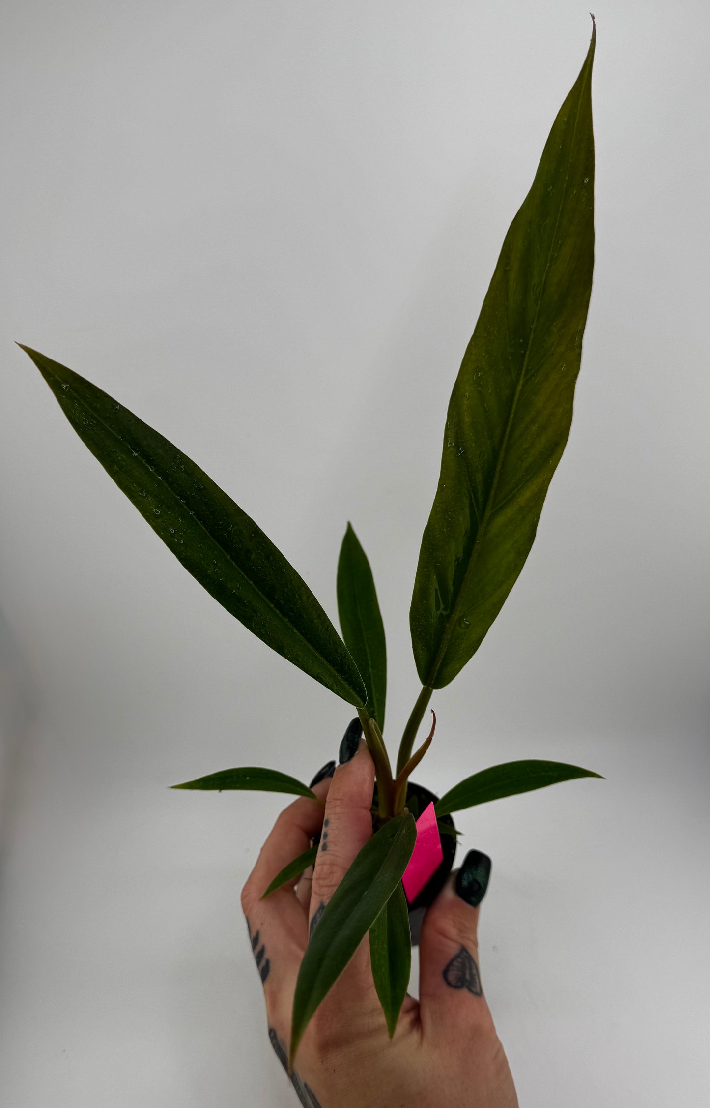 Philodendron Pluto