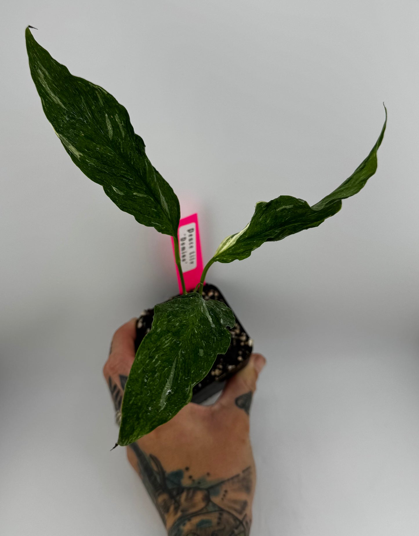 Variegated ‘Domino’ Peace Lily