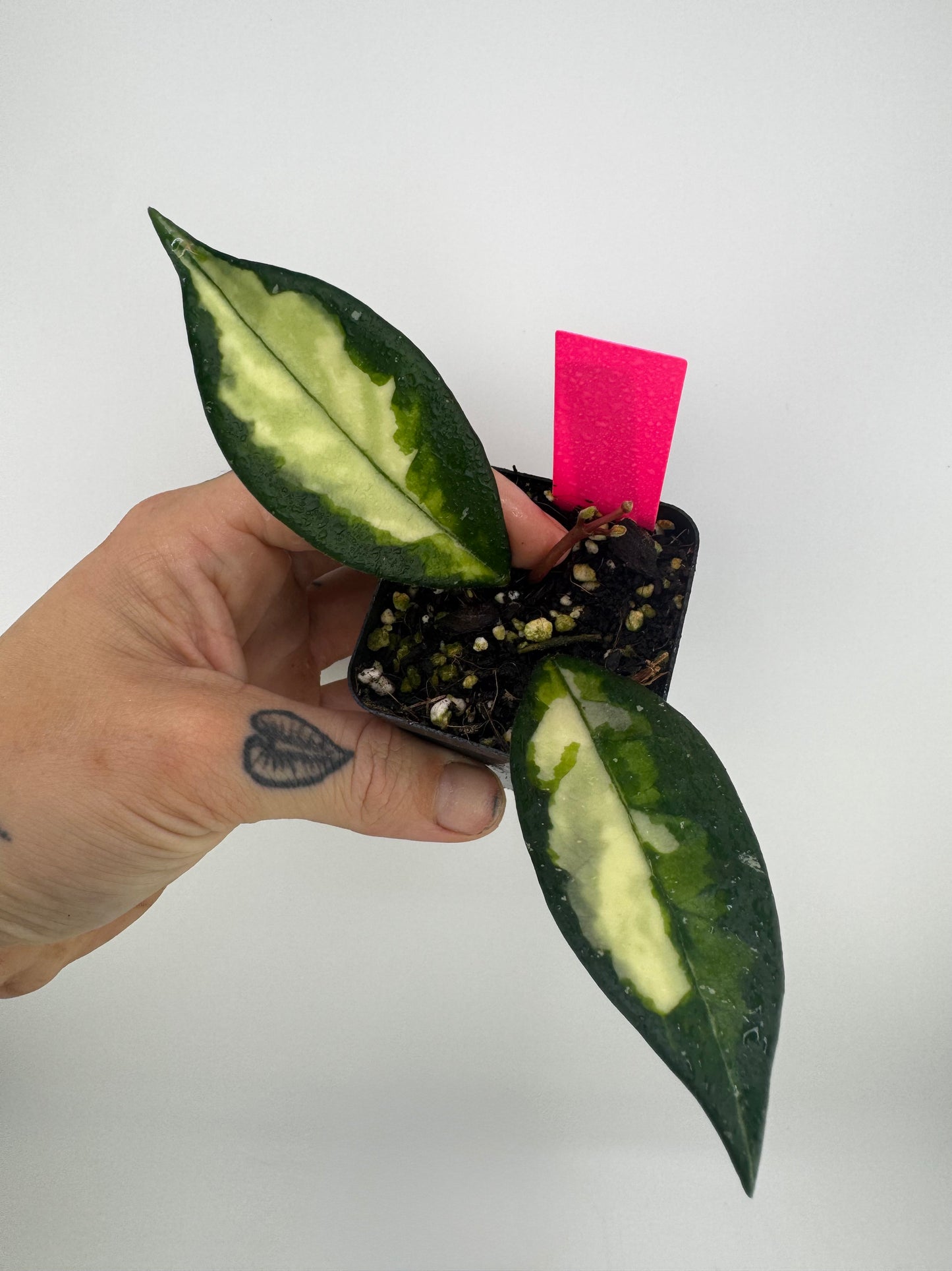 Hoya Carnosa Crimson Princess