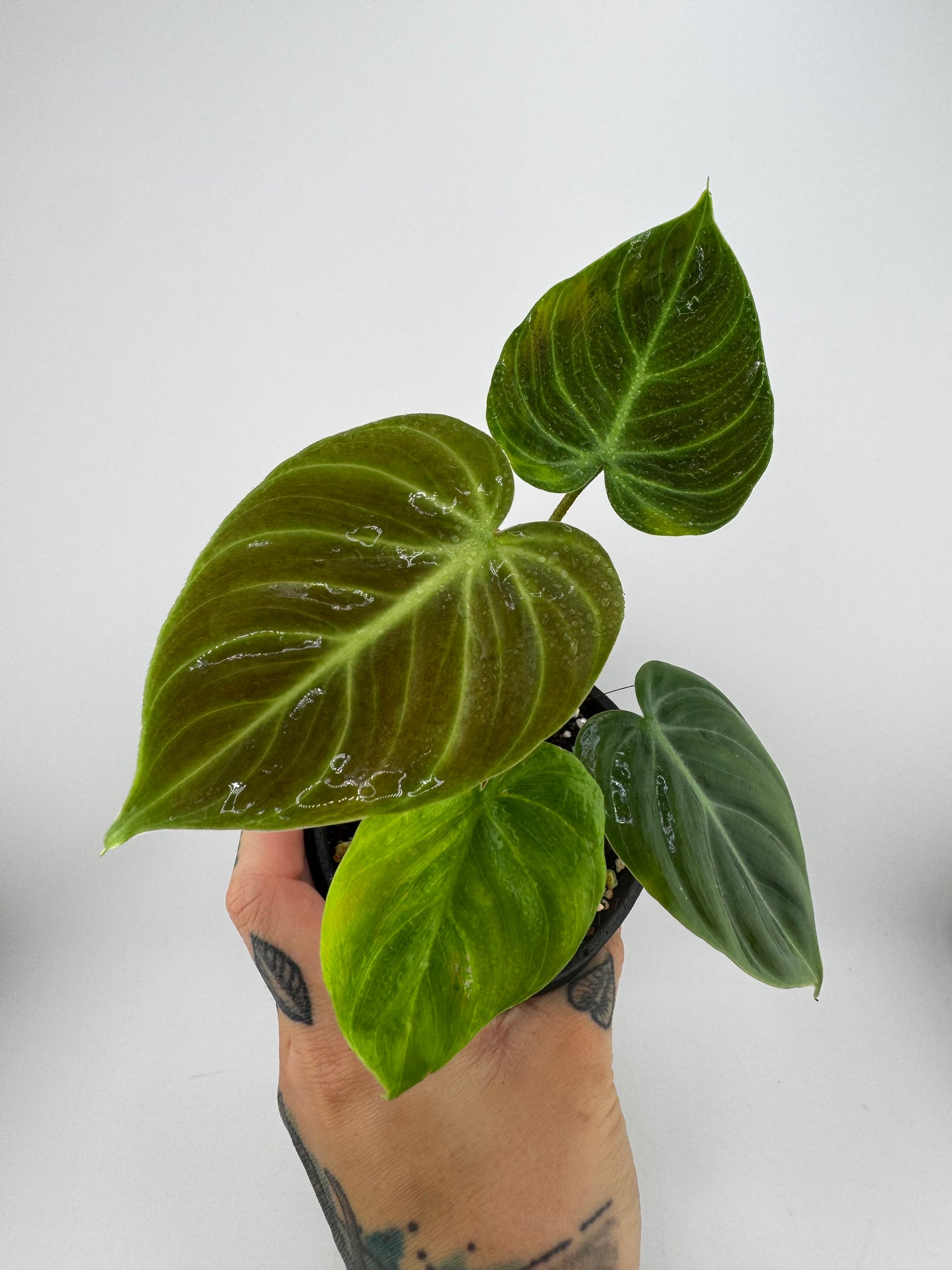 Philodendron El Choco Red