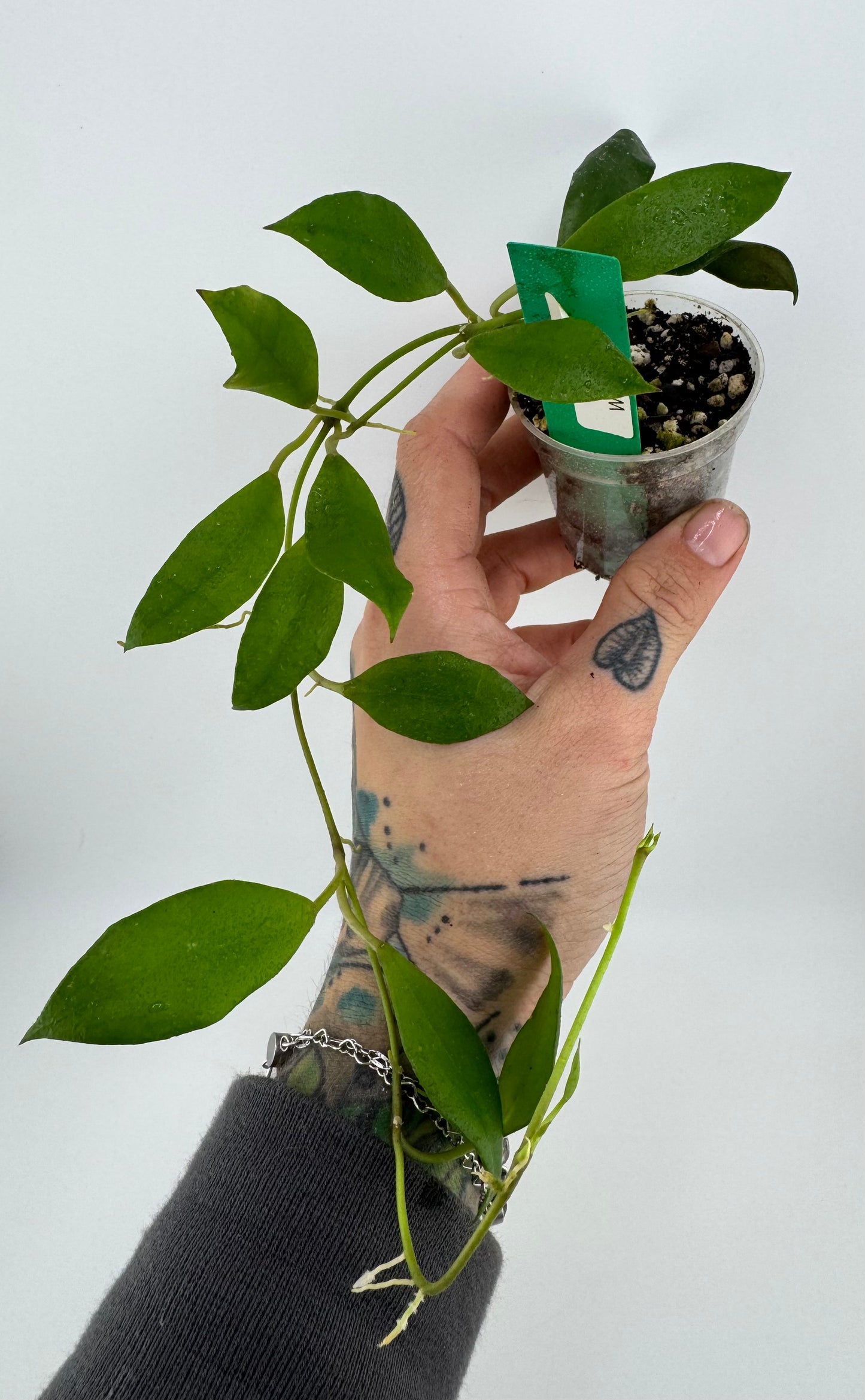 Hoya Walliniana (UT-152)