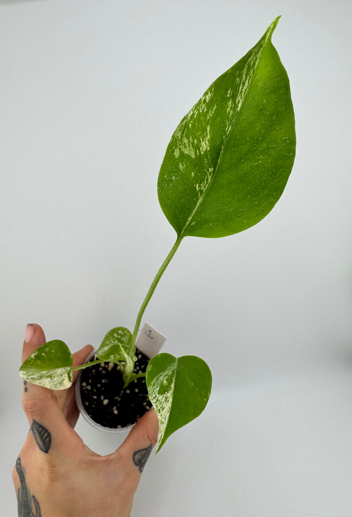 Monstera Deliciosa Mint ‘white monster’ Variegated