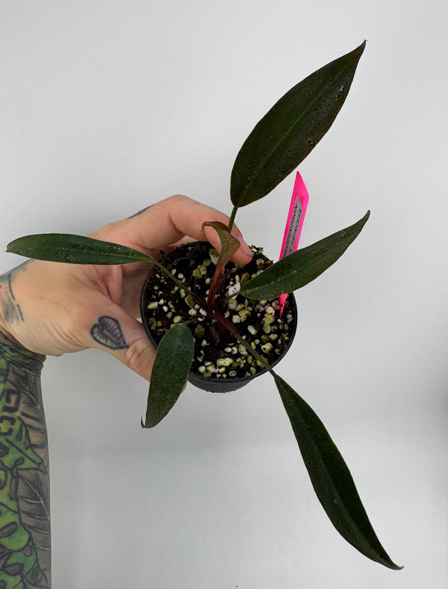 Philodendron Orange Princess