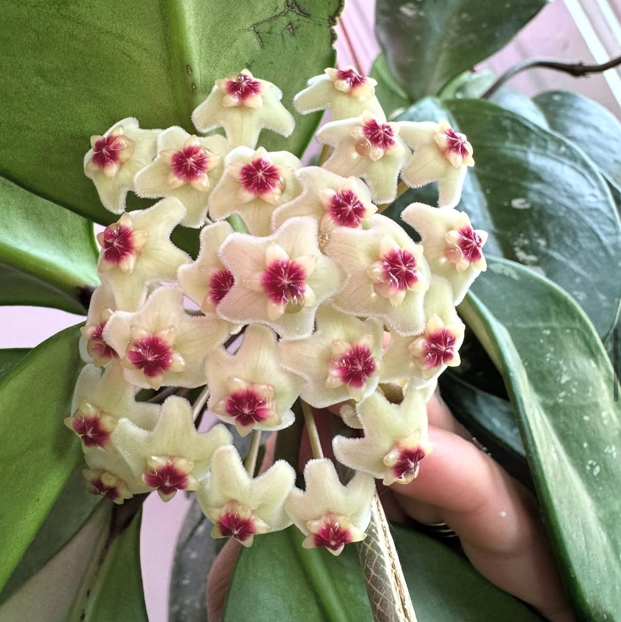 Hoya ‘David’s Green Cup’