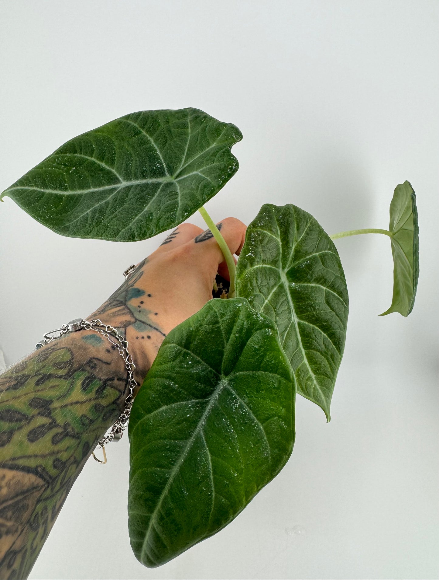 Alocasia Maharni