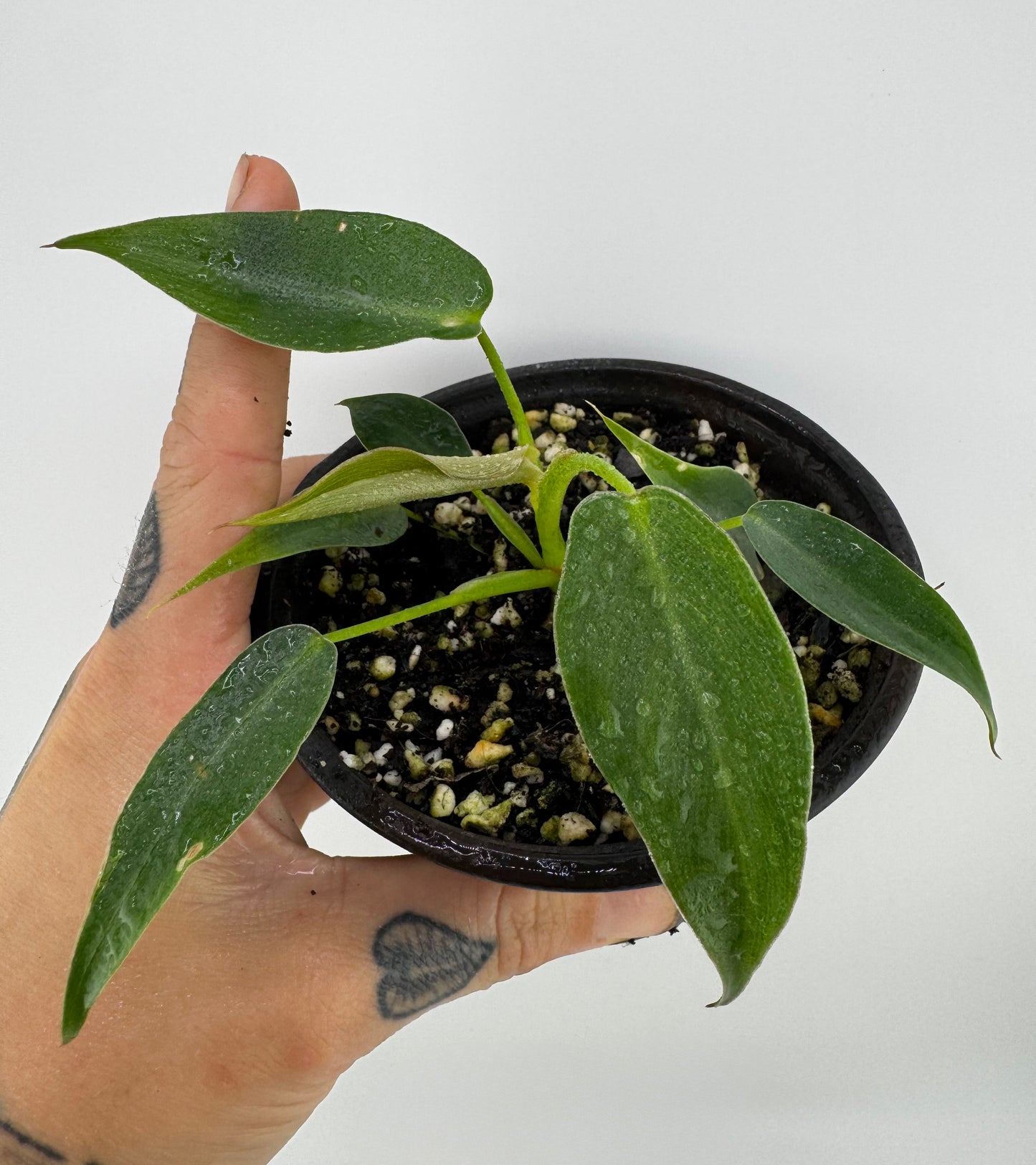 Philodendron Spiritus Sancti