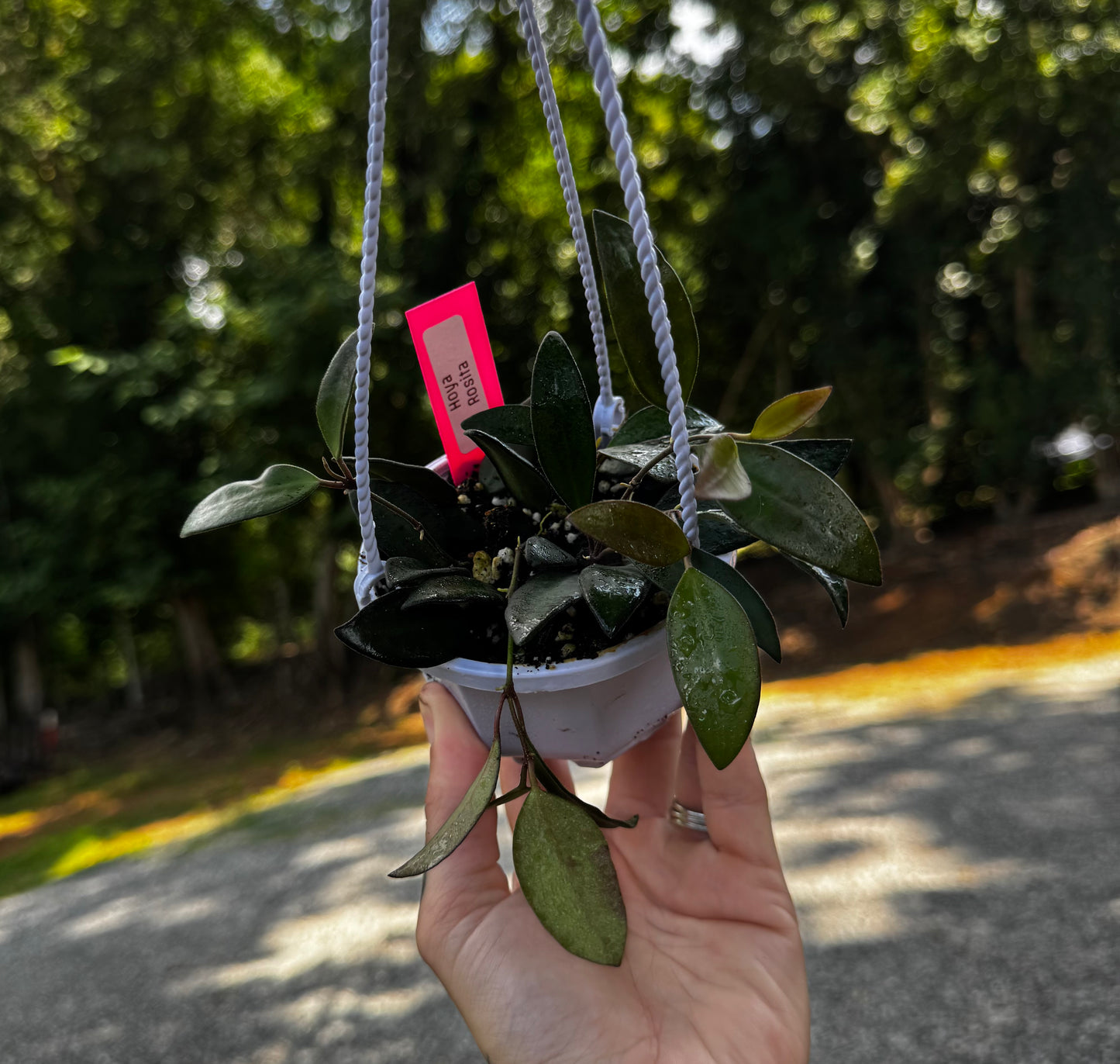 Hoya Rosita
