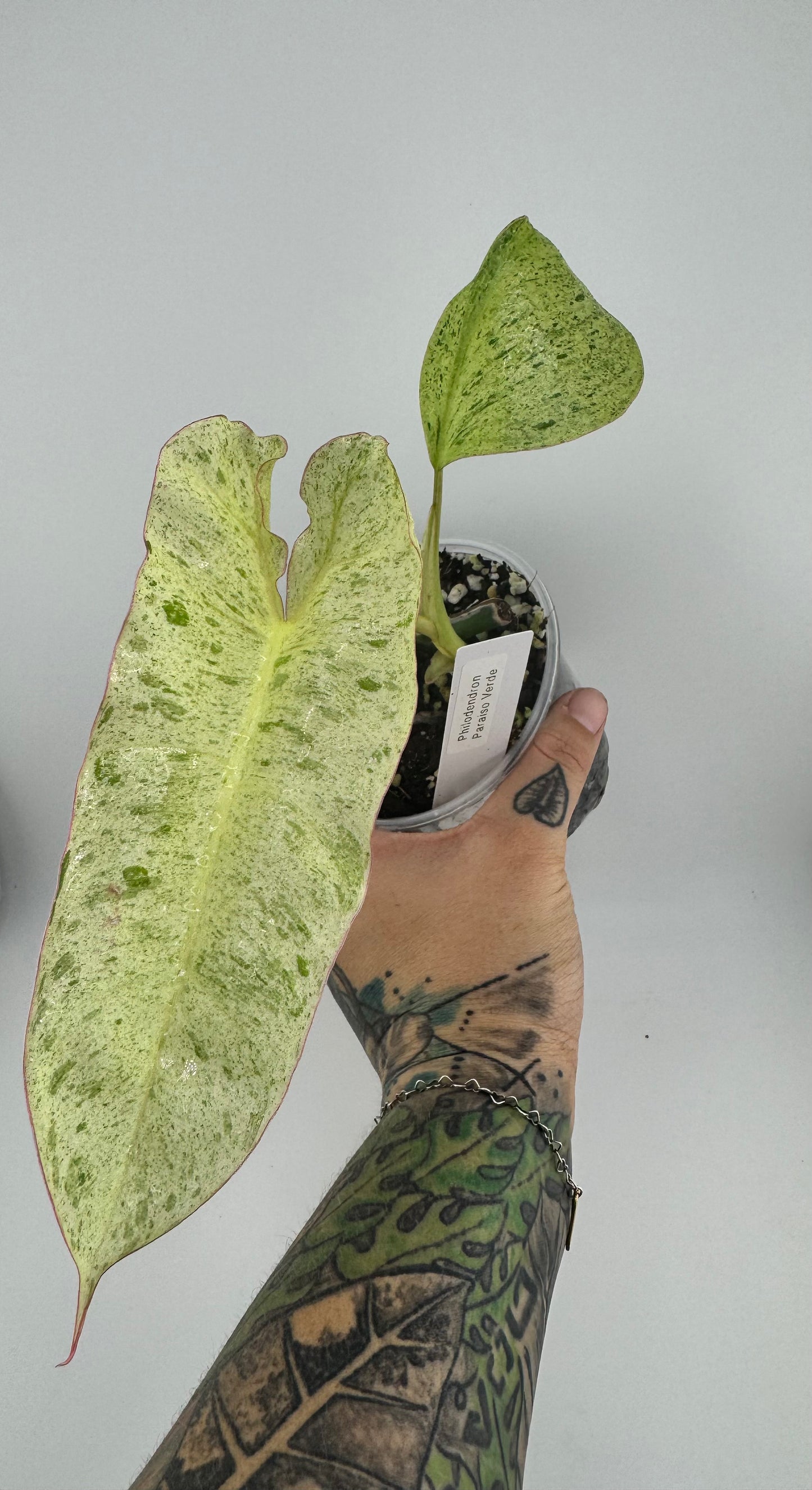 Philodendron Paraiso Verde
