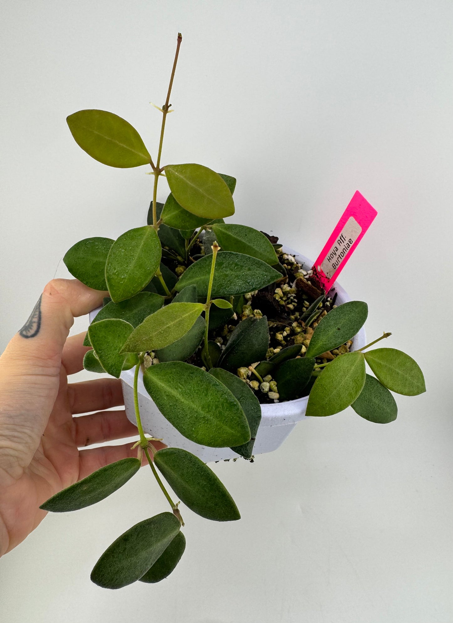 Hoya aff. Burtoniae