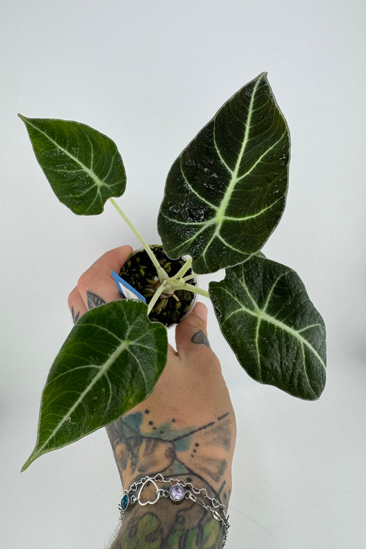 Alocasia Black Velvet