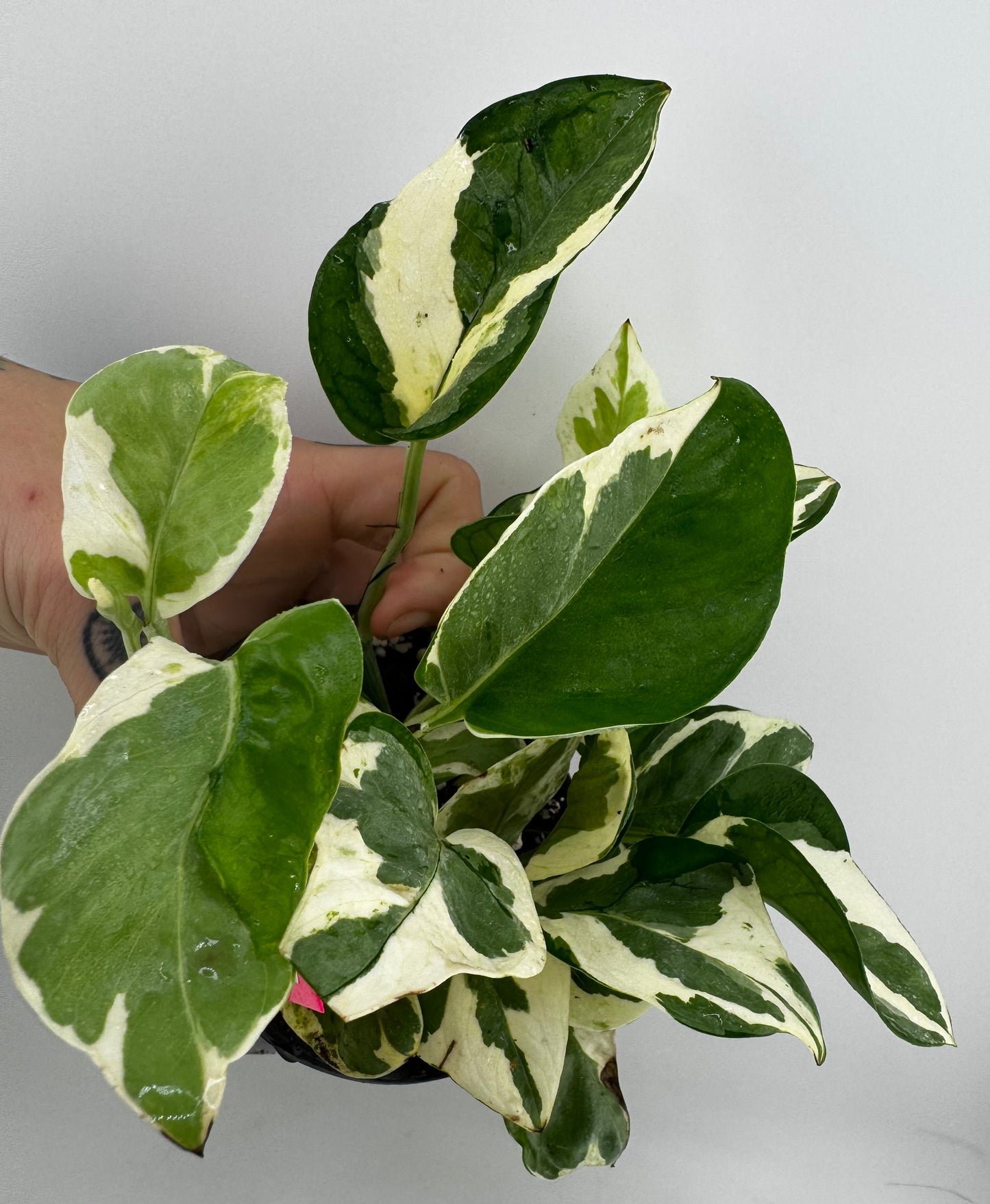 ‘N’Joy’ pothos