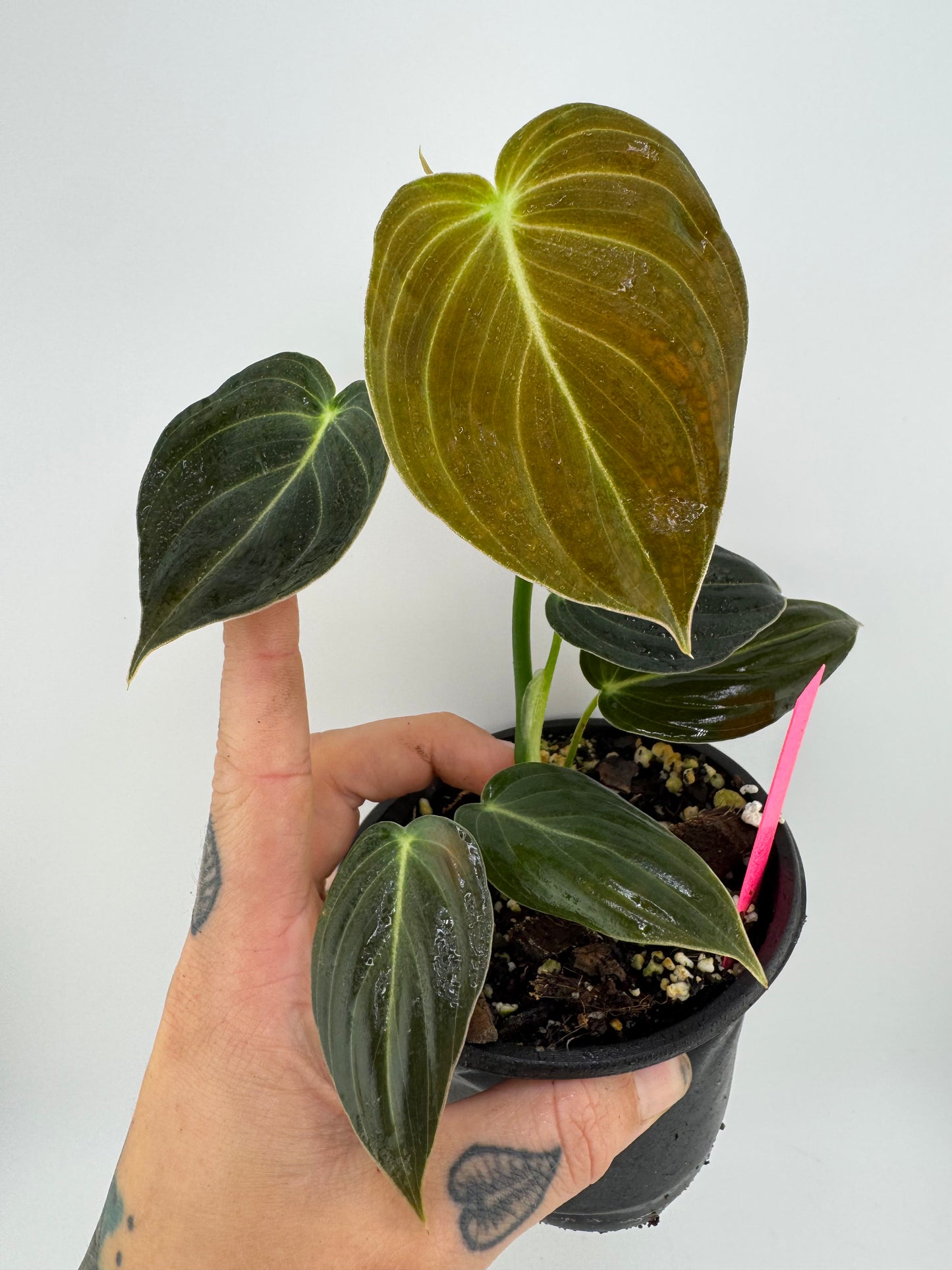 Philodendron Melanocrysum