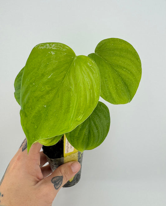 Philodendron fibraecataphyllum