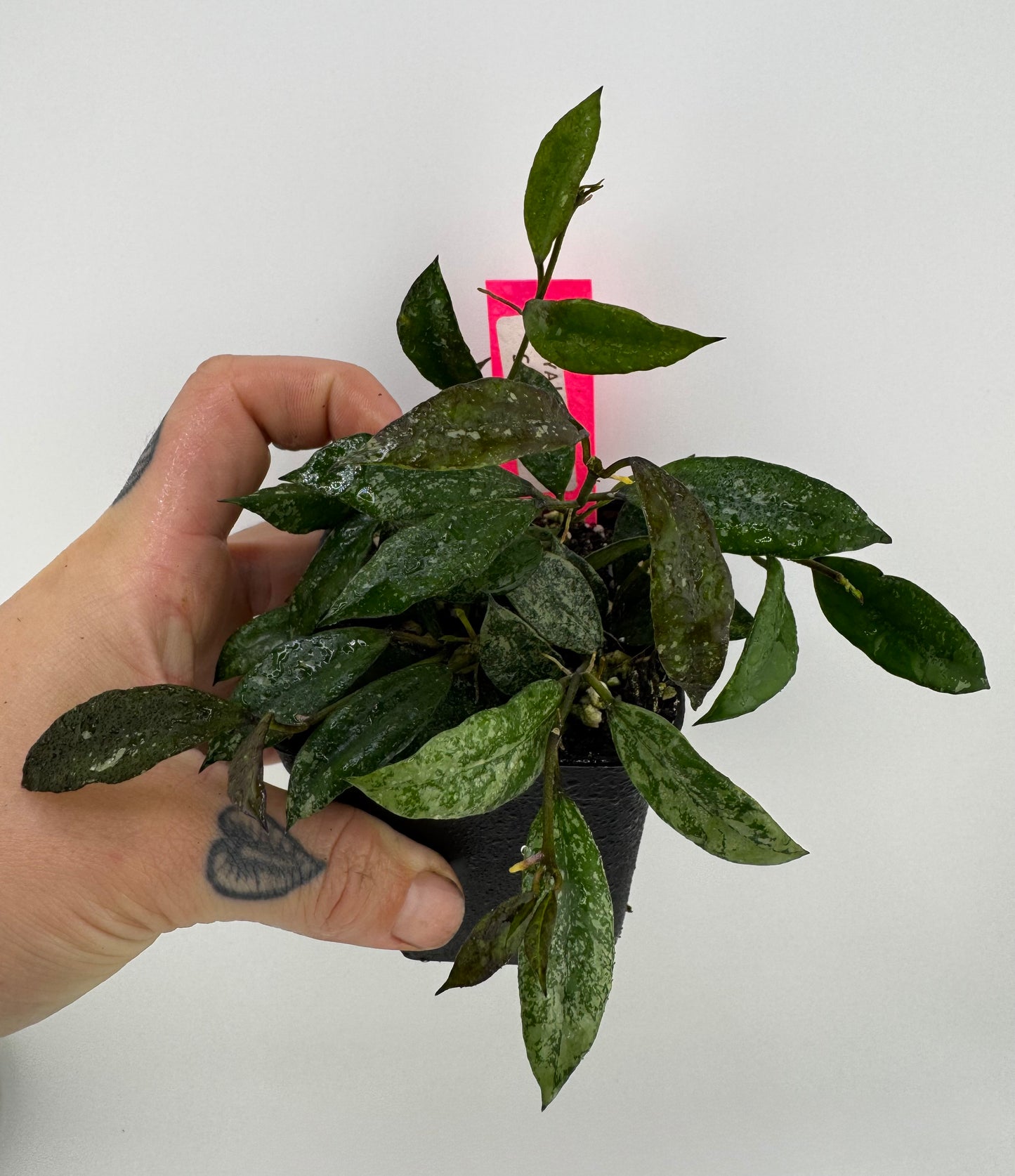 Hoya Lacunosa ‘snow caps’