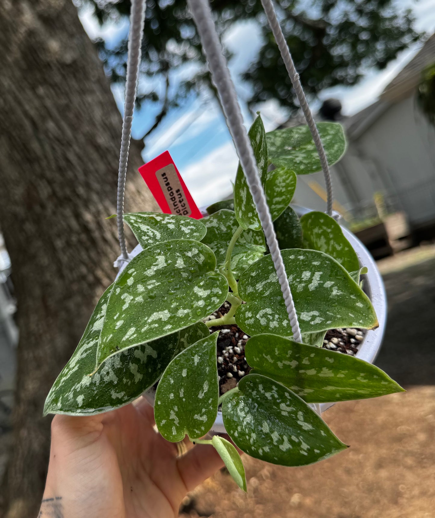 Scindapsus Pictus