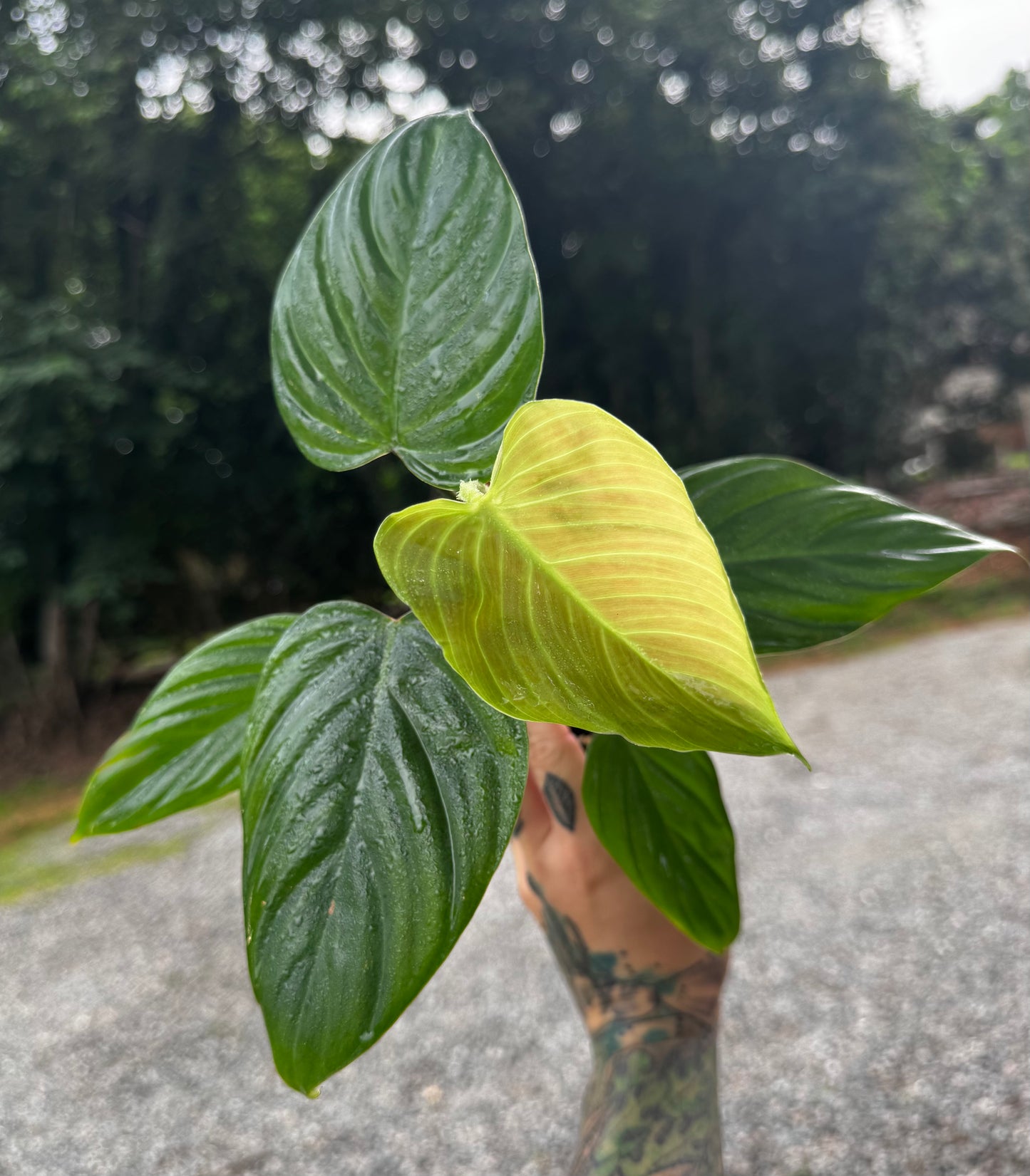 Philodendron Nangaritense ‘Fuzzy Petiole’