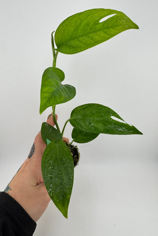 Epipremnum Pinnatum Green