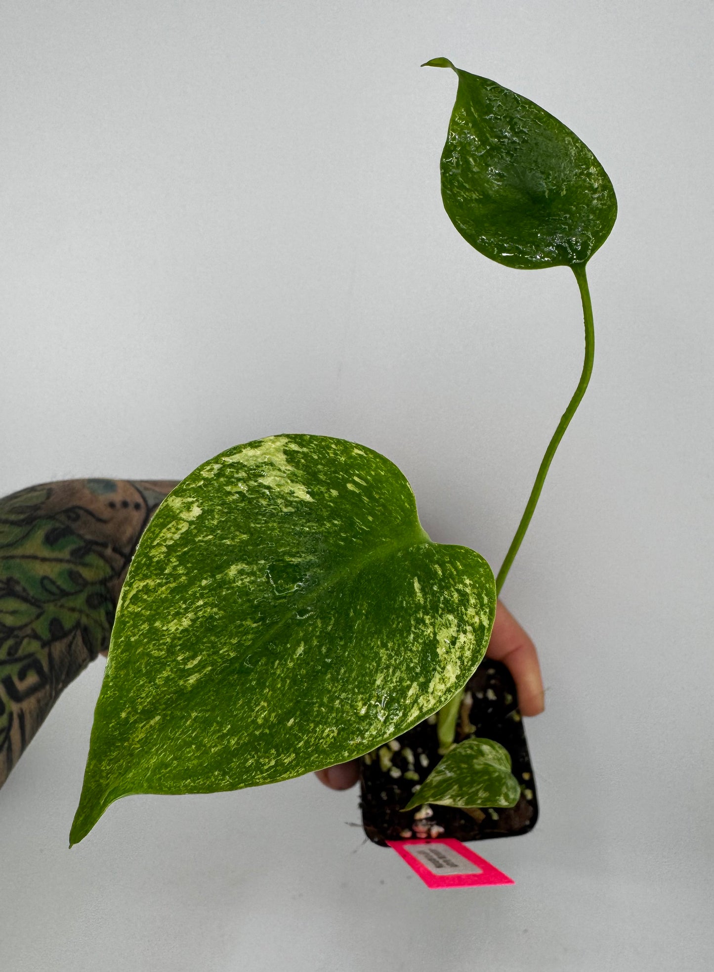 Monstera Deliciosa Mint ‘white monster’ Variegated #B
