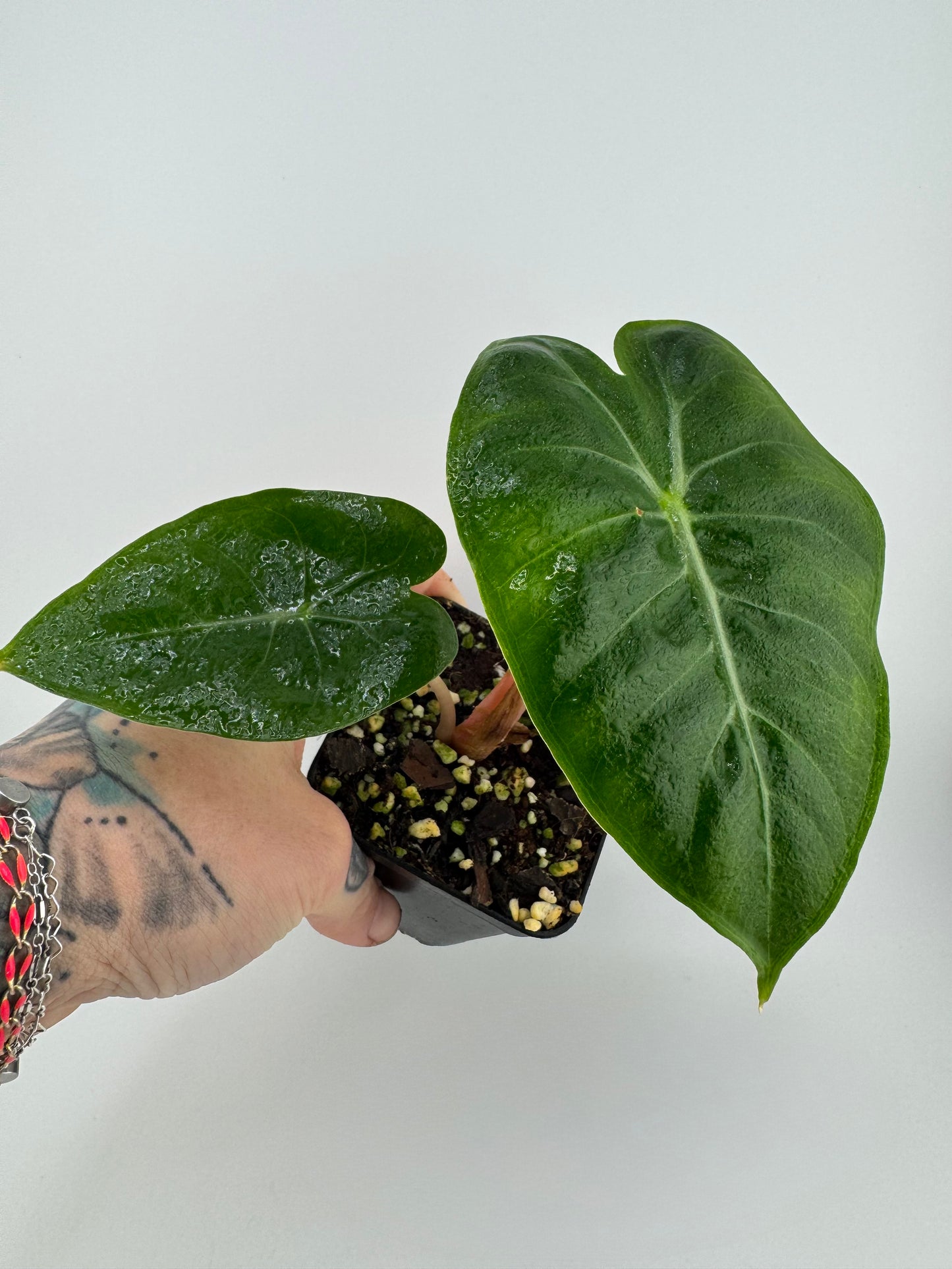Alocasia Pink Dragon