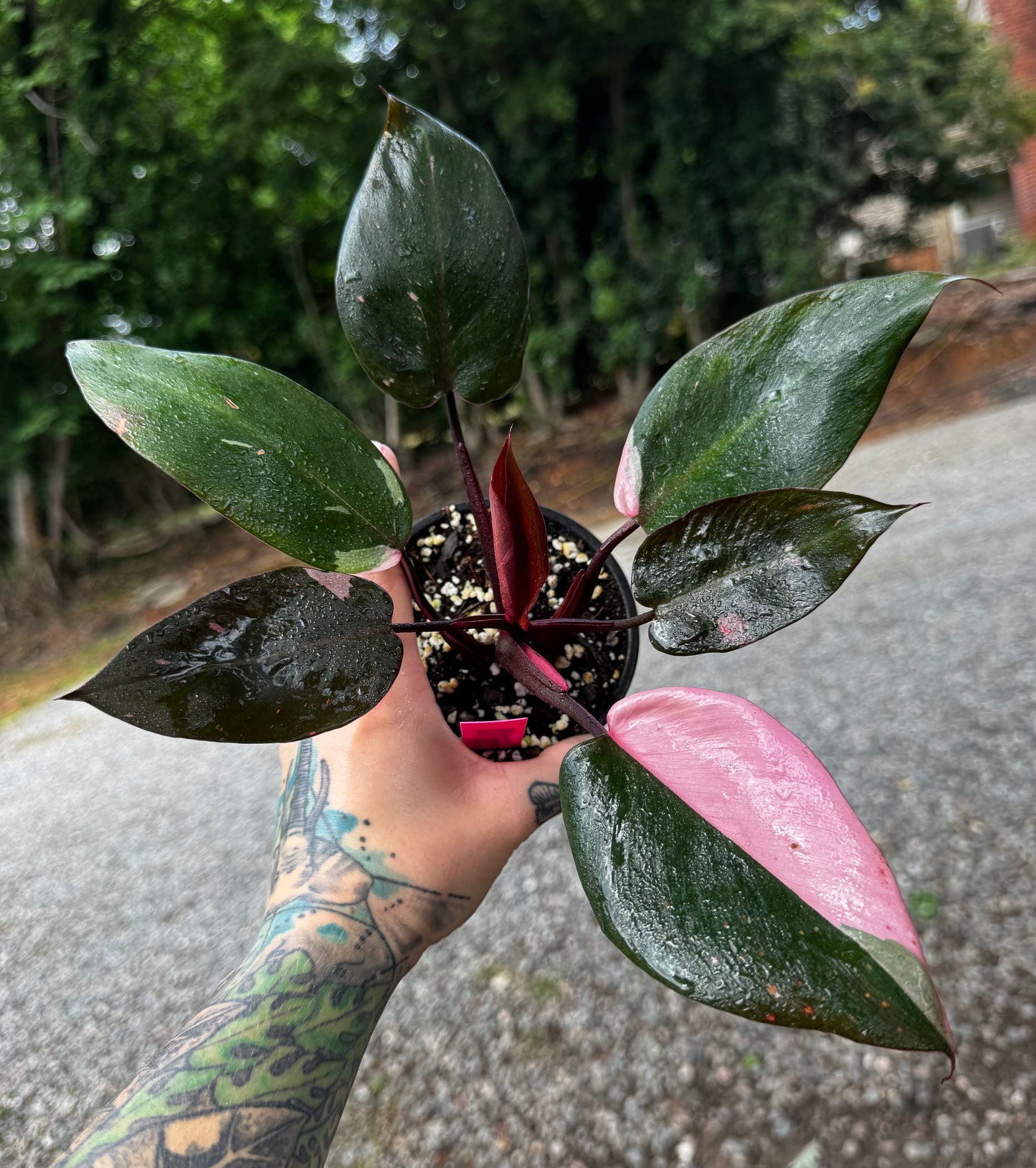 Philodendron Pink Princess variegated
