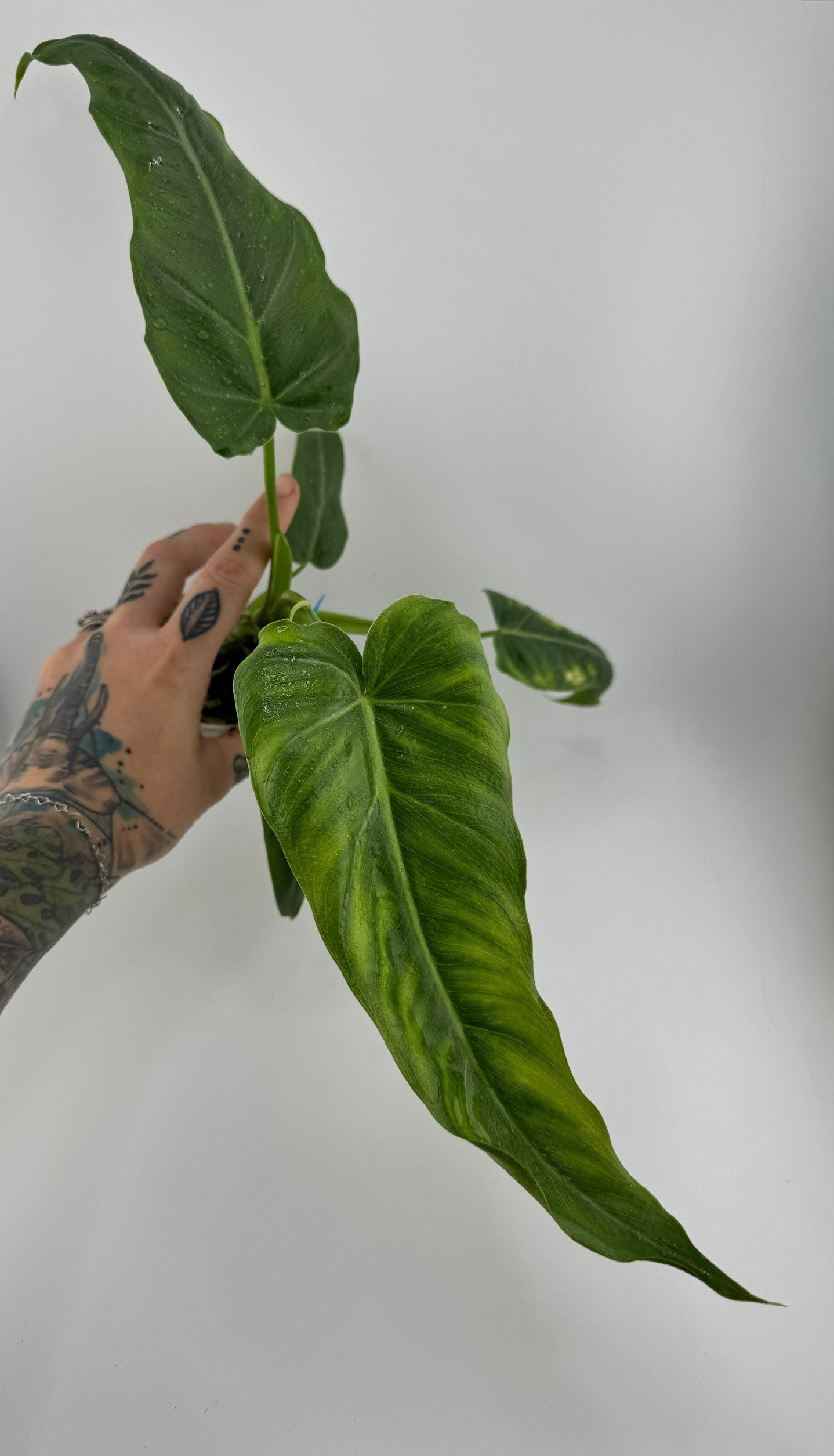 Philodendron. Maximum