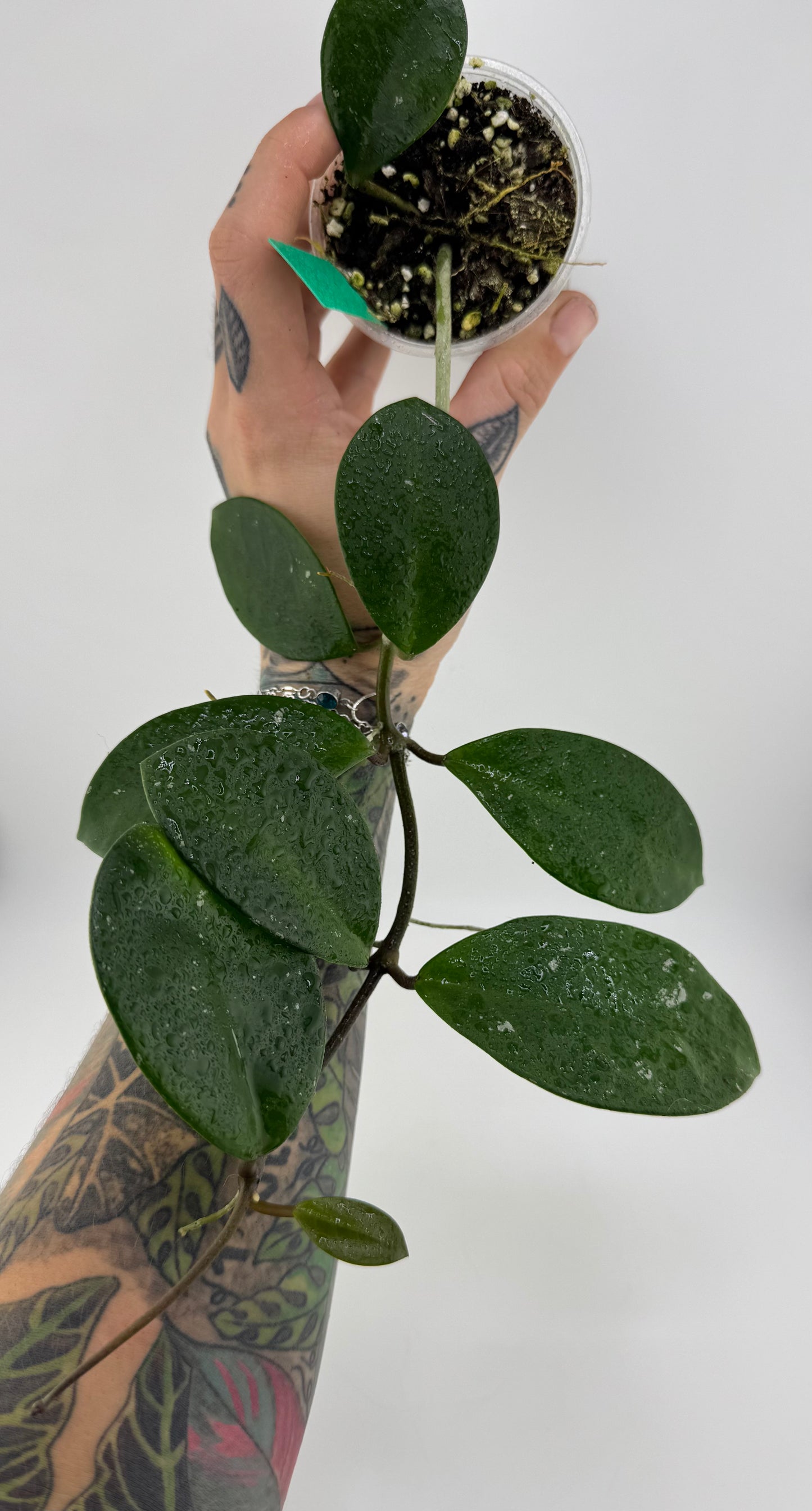 Hoya Carnosa ‘David’s Green Cup’
