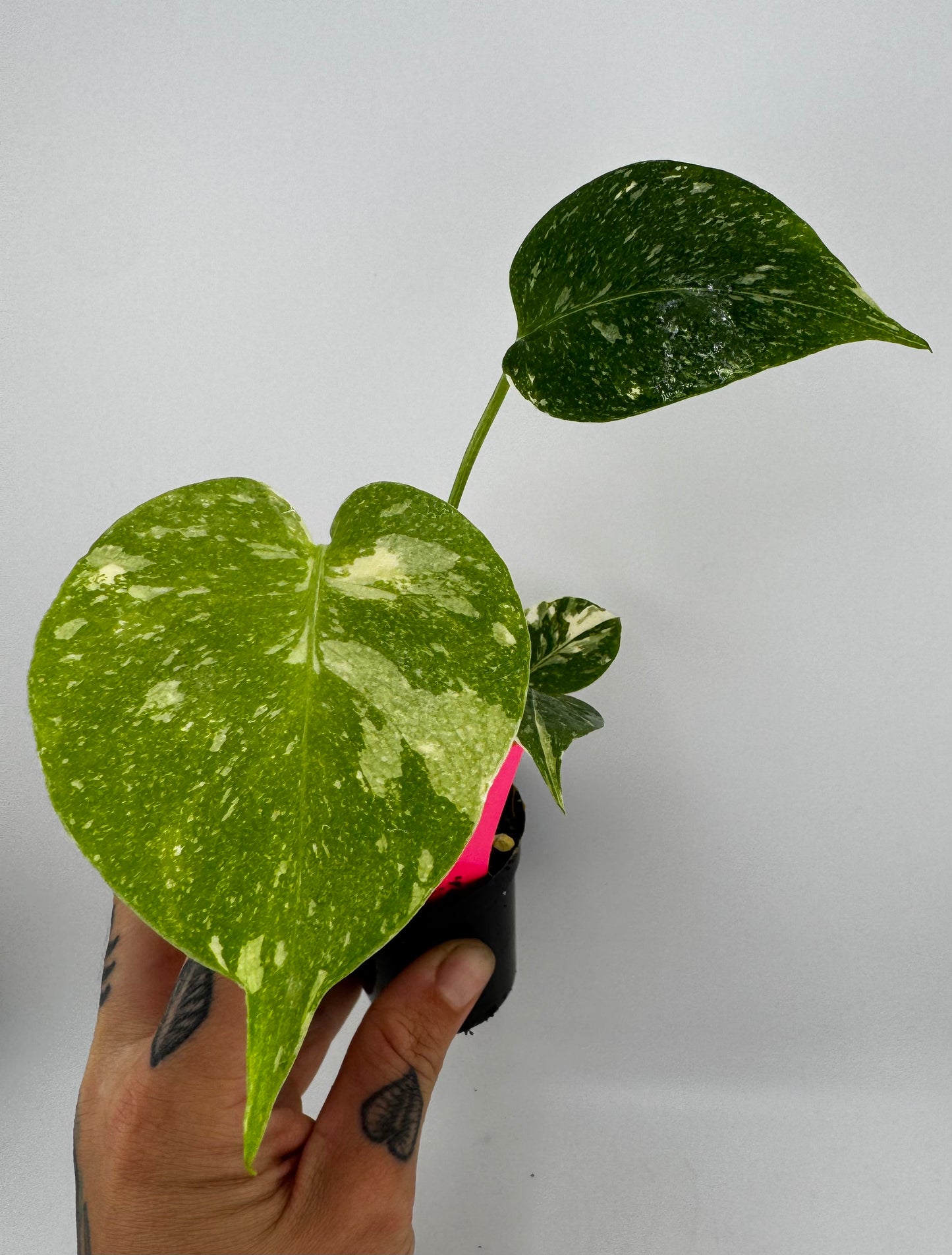 Monstera Variegated Thai Constellation