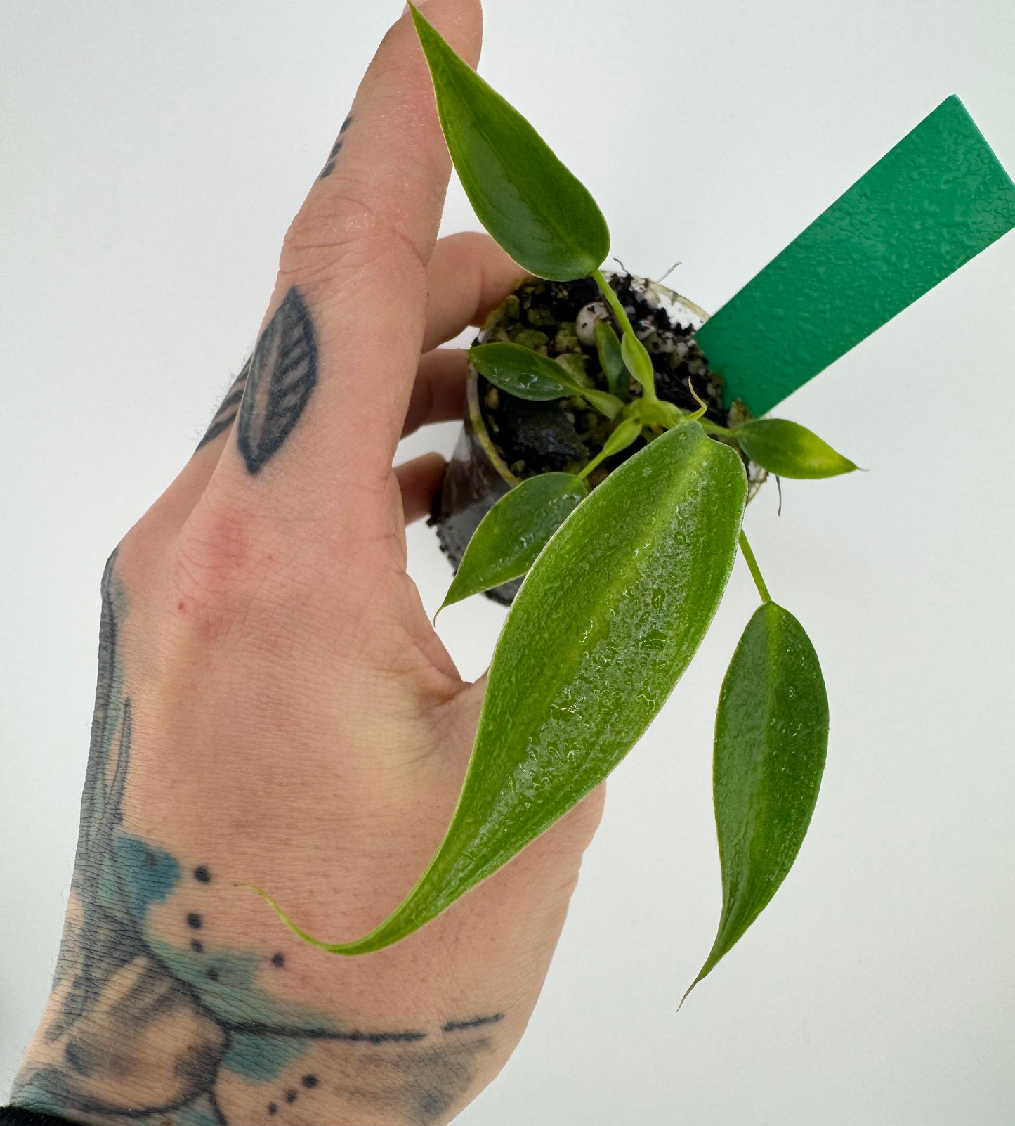 Philodendron Spiritus Sancti