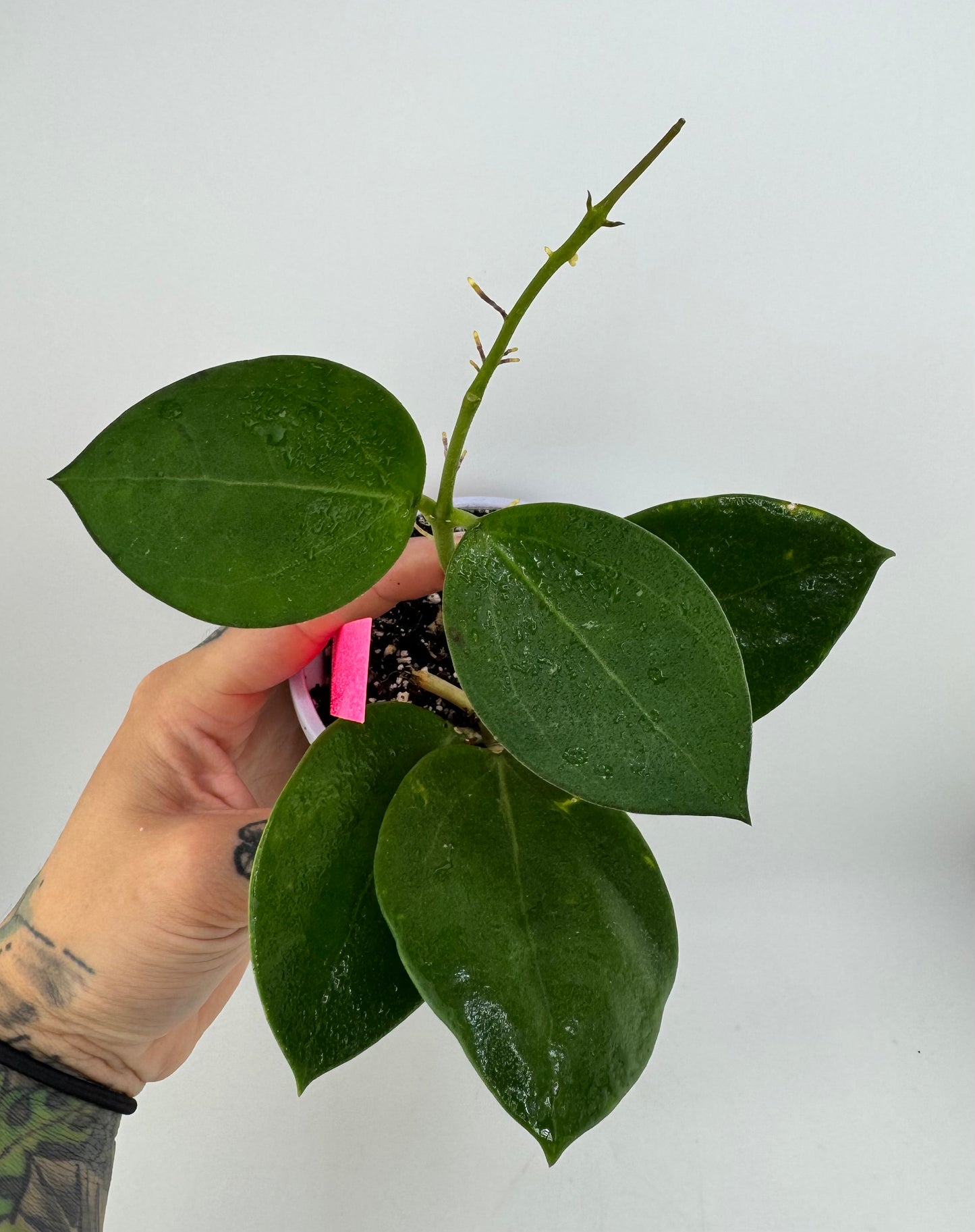 Hoya Parasitica X Pachyllada