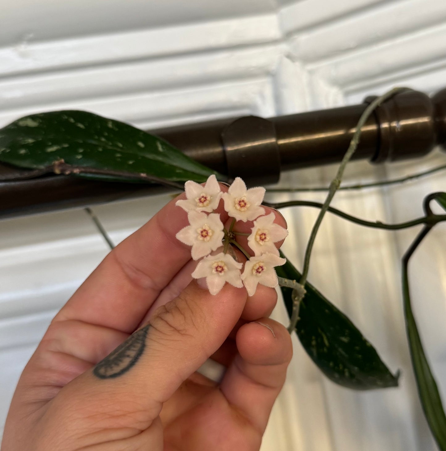 Hoya shepherdii