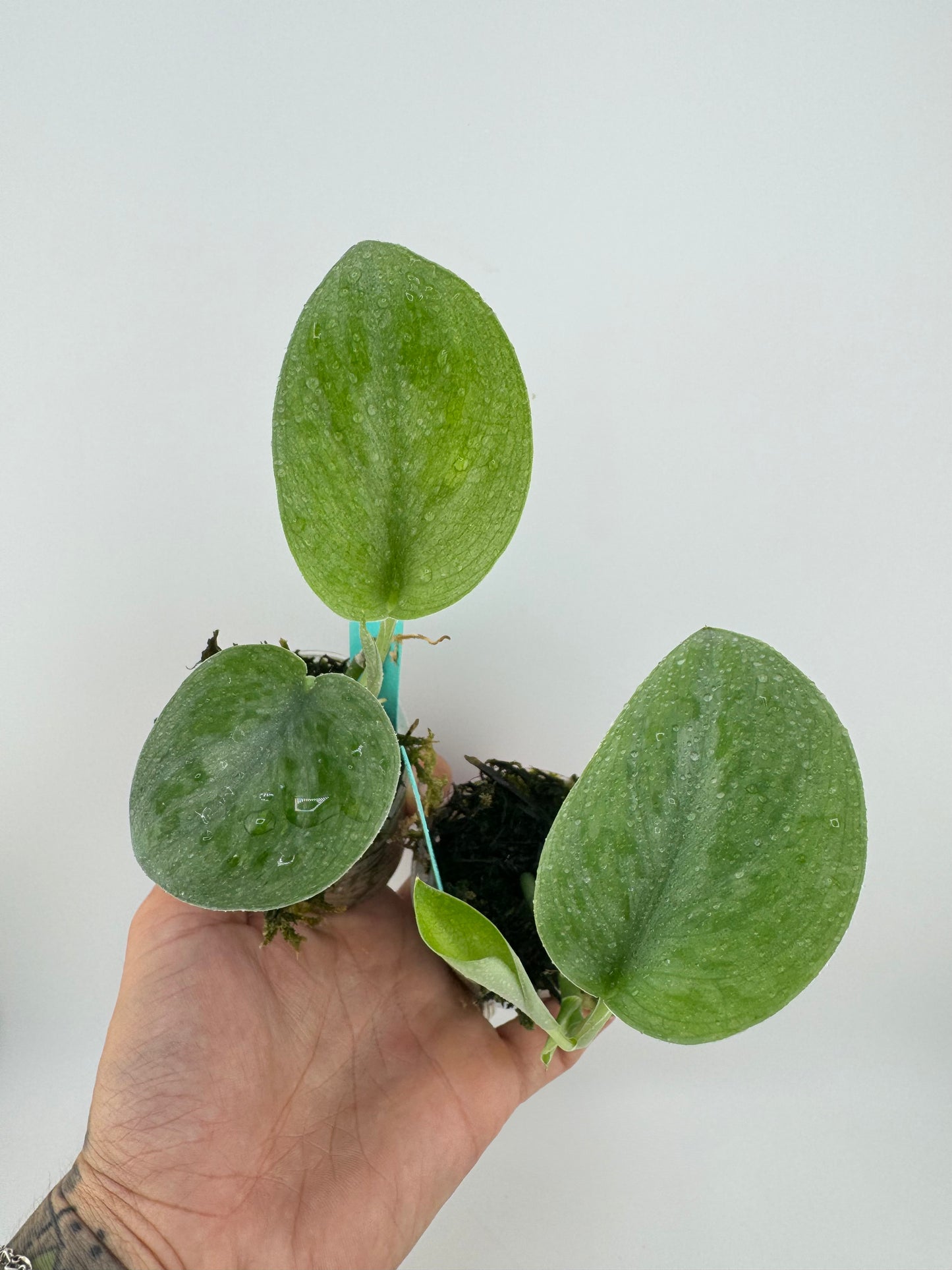 Scindapsus Pictus Silver Tattoo