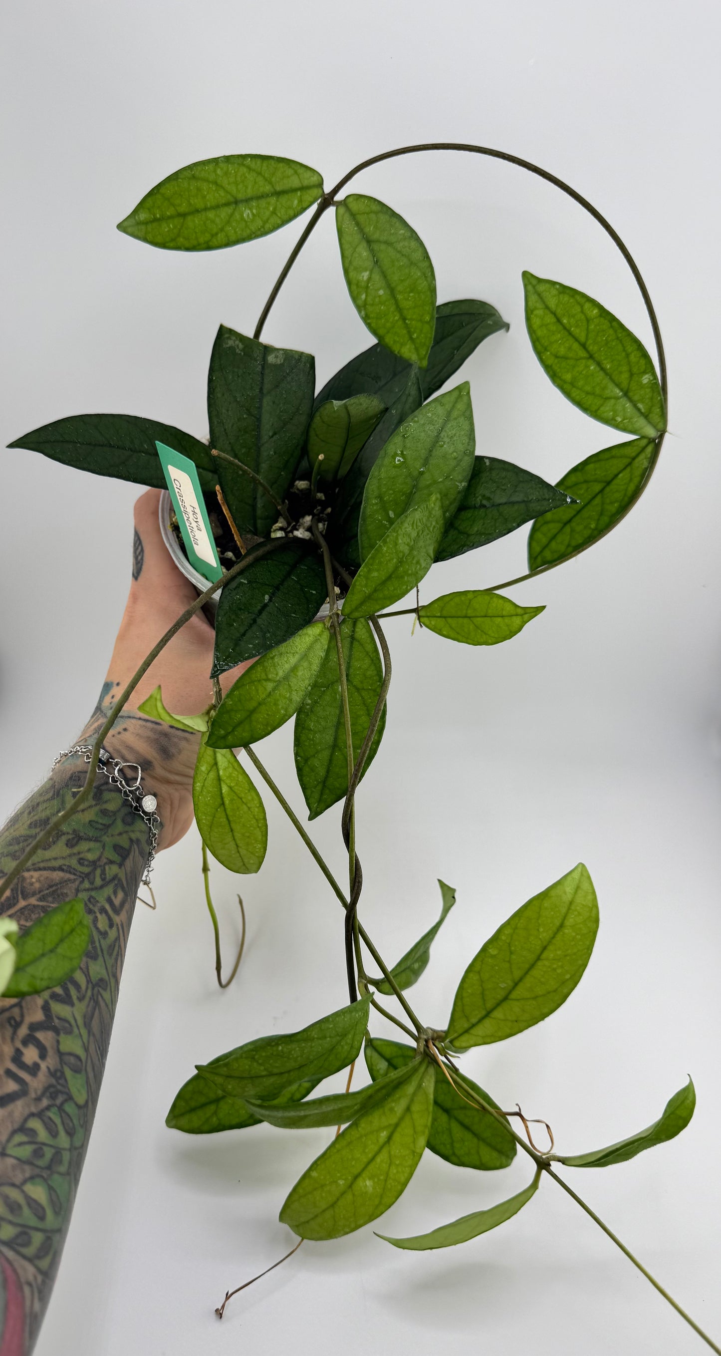Hoya Crassipetiola Splash