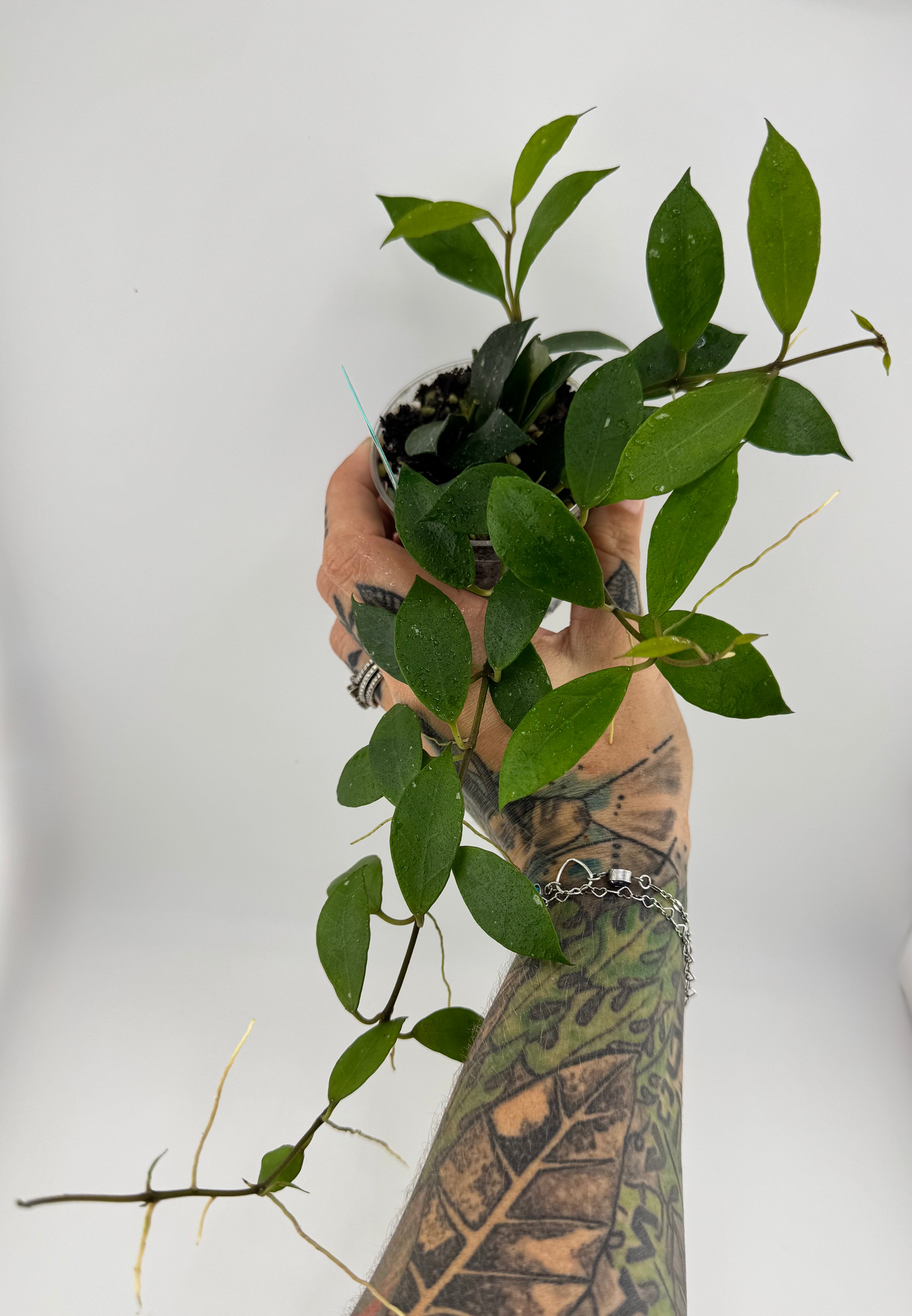 Hoya ‘Rebecca’ – Priest's Plant Paradise
