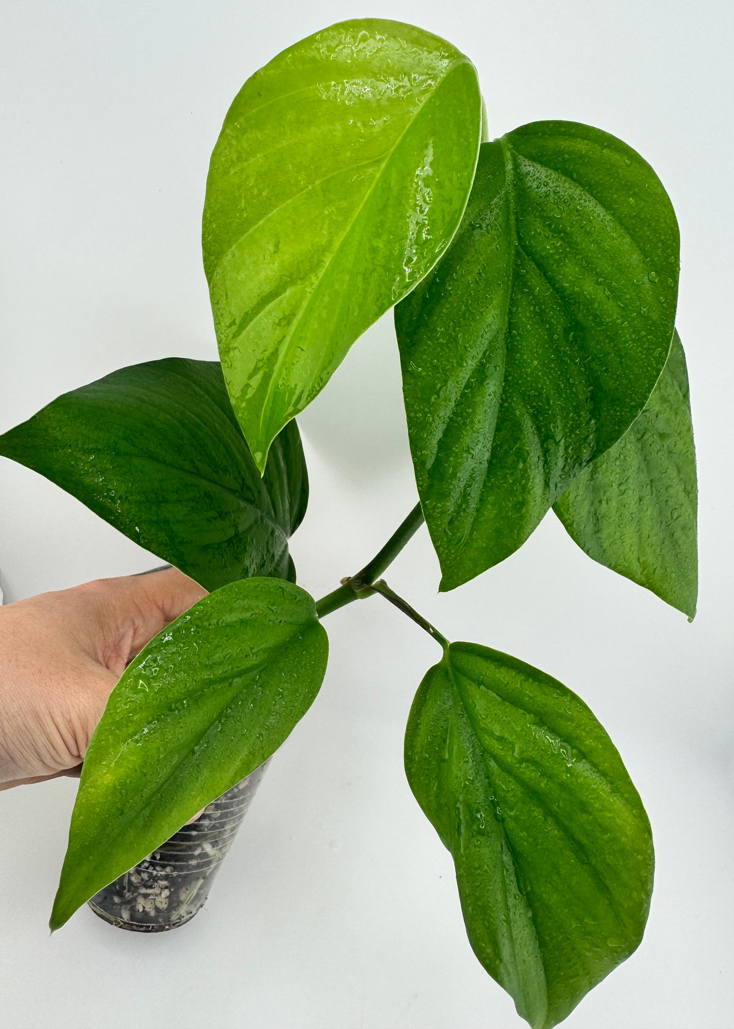 Raphidaphora Pertusa