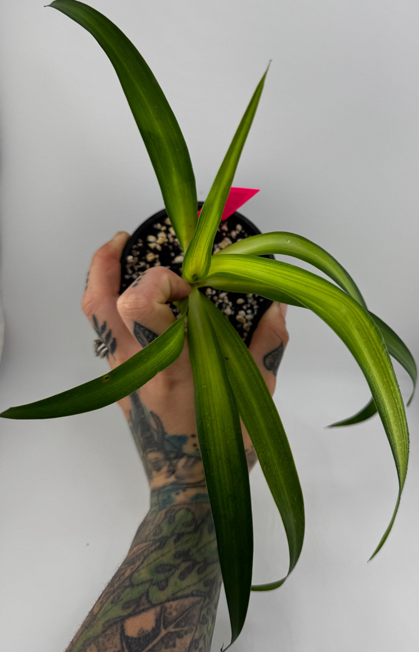 Spider Plant Reverse